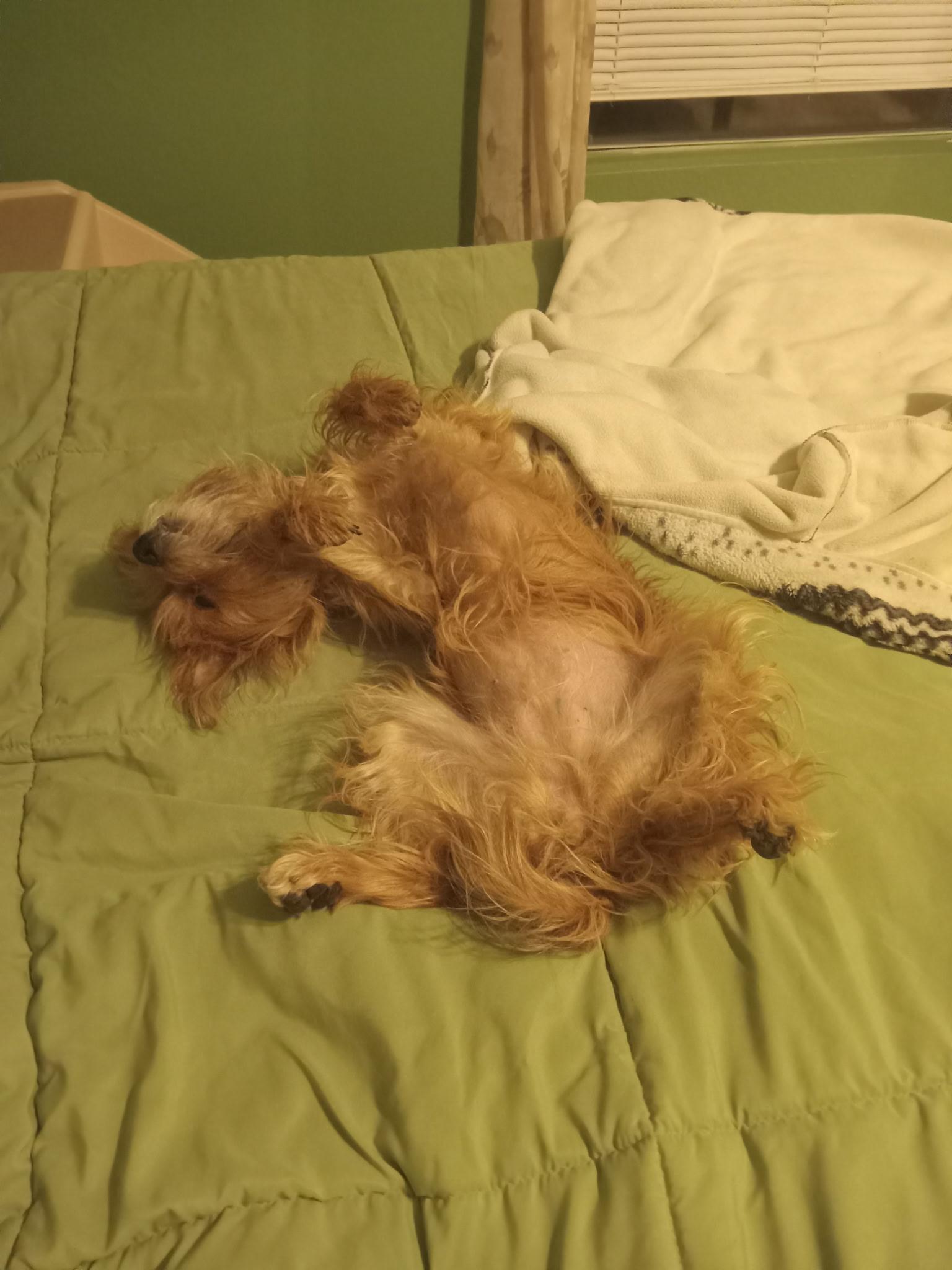 Enlarge Savana, a ADOPTABLE Yorkie Poo in Yarnell, AZ image 3/5