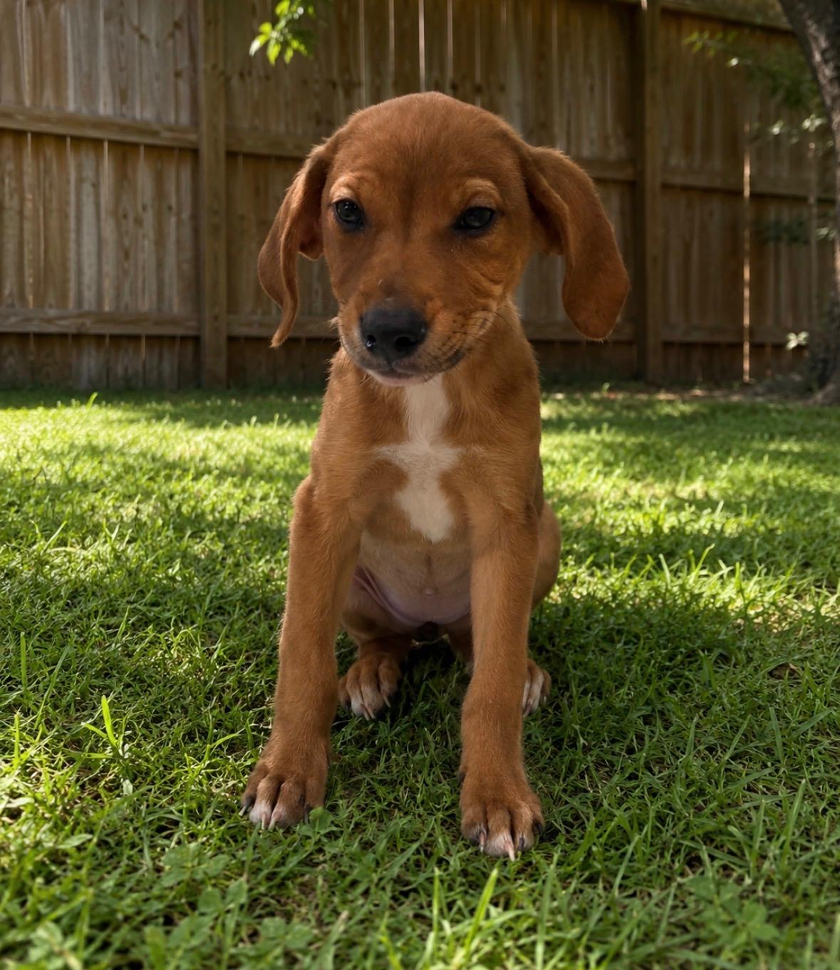 Enlarge Martha chewart, a Adoptable mixed breed in Evergreen, CO image 3/4