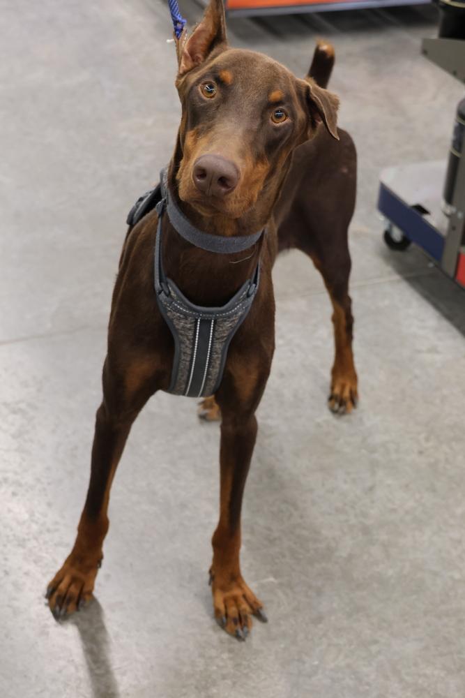 Canelo, ADOPTABLE, Adult Male Doberman Pinscher.
