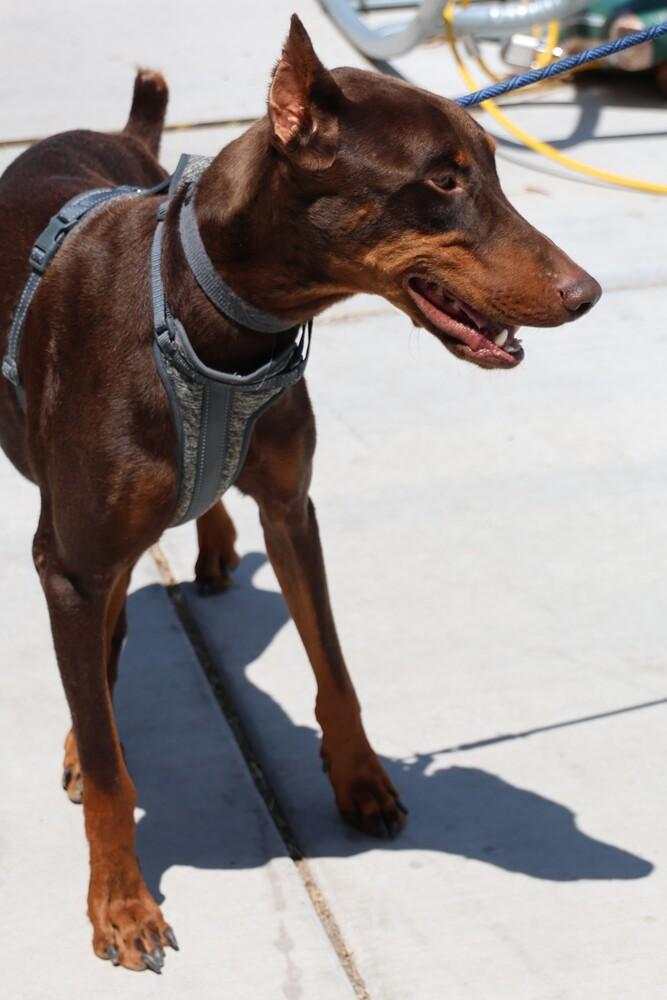 Canelo, a ADOPTABLE Doberman Pinscher in TUCSON, AZ image 2/4