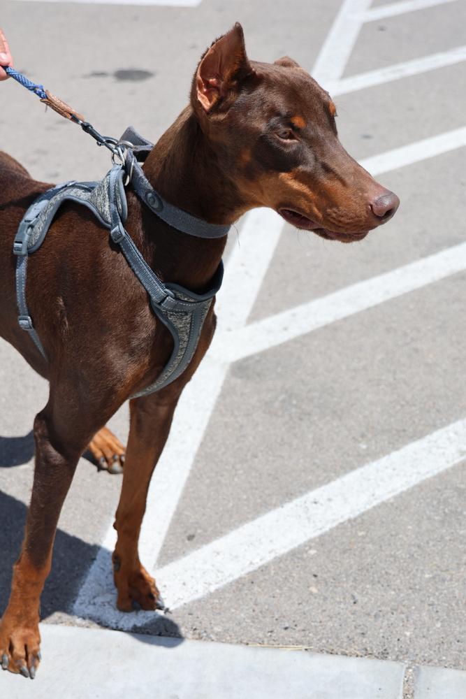 Canelo, a ADOPTABLE Doberman Pinscher in TUCSON, AZ image 4/4