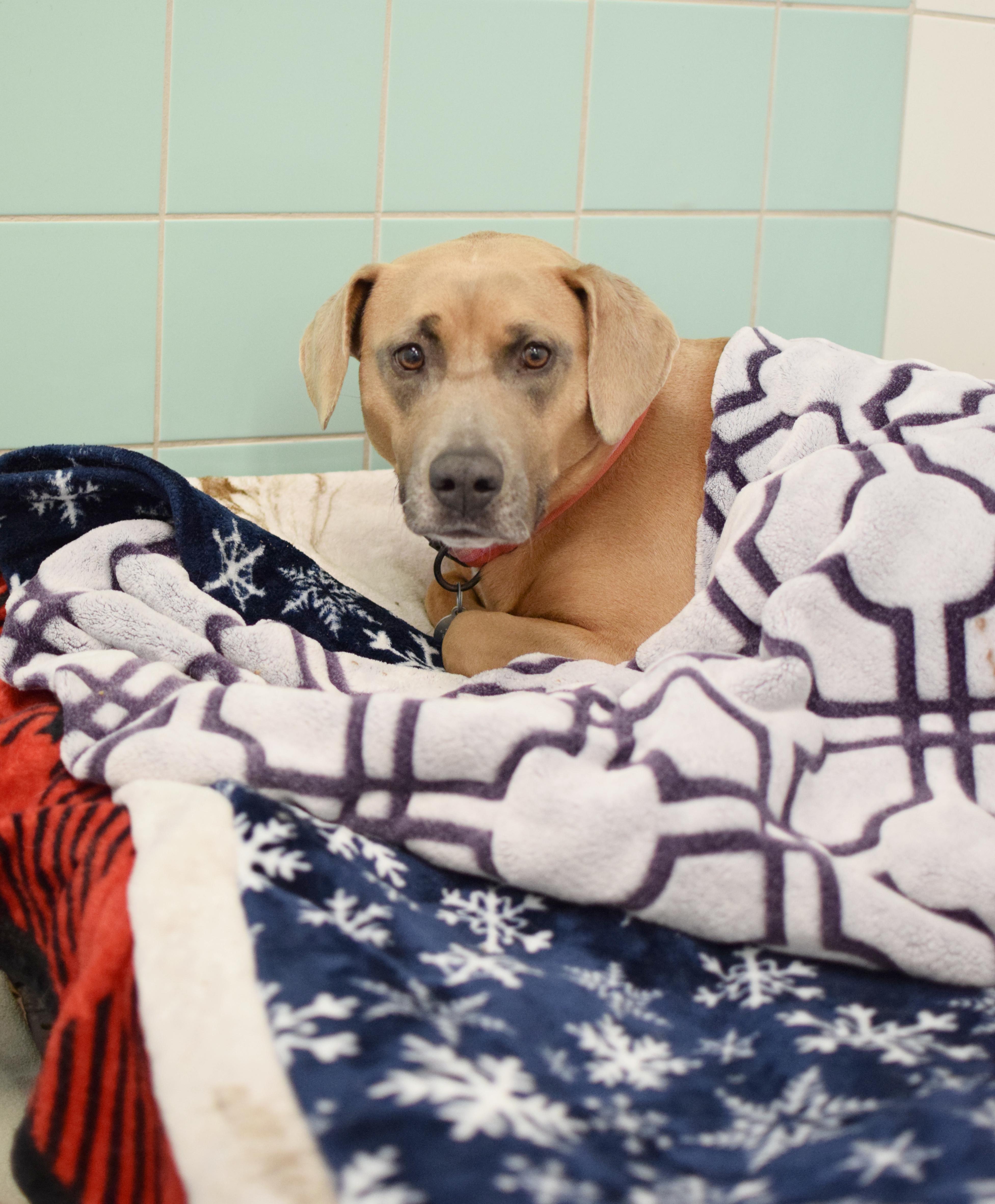 Enlarge Lilo, a ADOPTABLE mixed breed in Pontiac, MI image 3/4