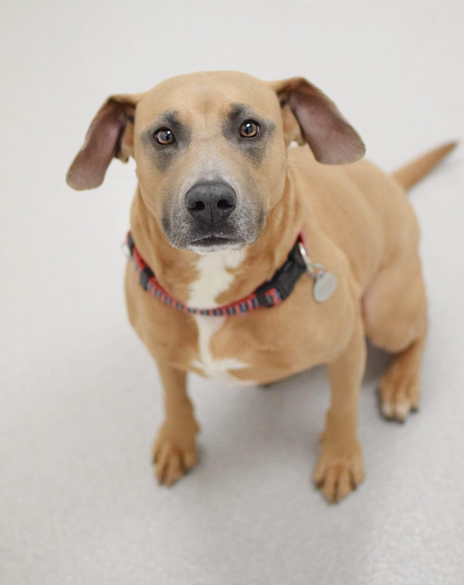 Lilo, ADOPTABLE, Adult Female Labrador Retriever & Hound.