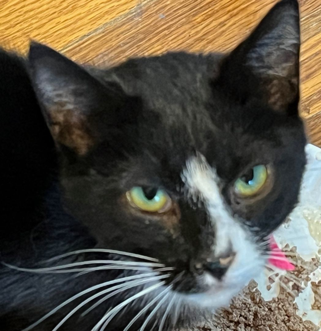 Mary Ann, Adoptable, Young Female Domestic Short Hair.