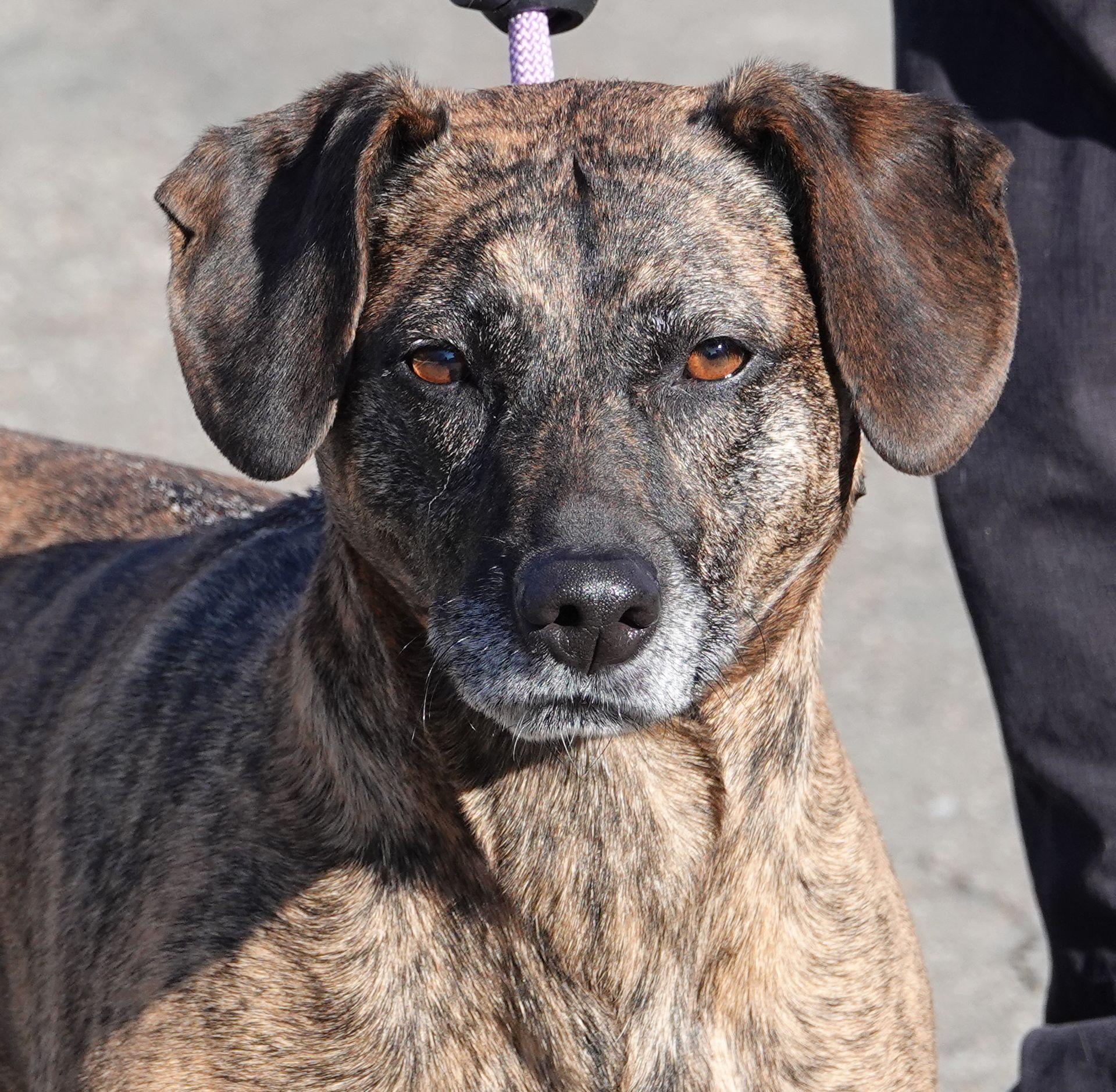 Bonnie, a ADOPTABLE mixed breed in Millfield, OH image 1/3