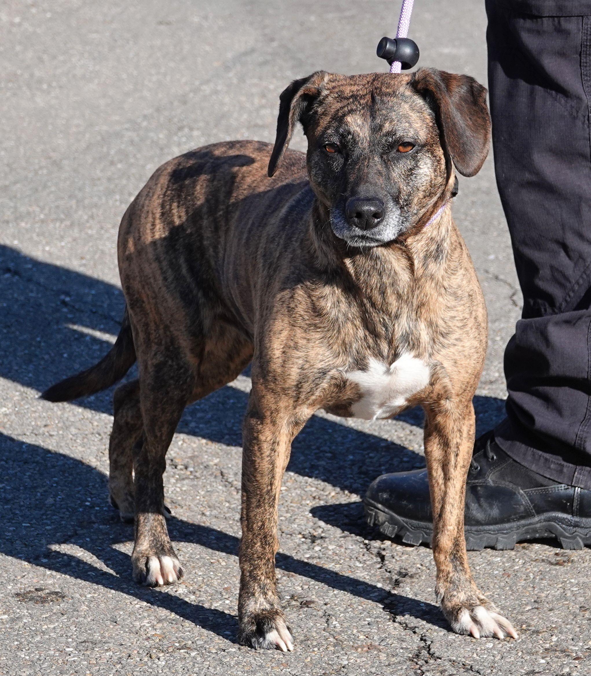 Bonnie, a ADOPTABLE mixed breed in Millfield, OH image 3/3