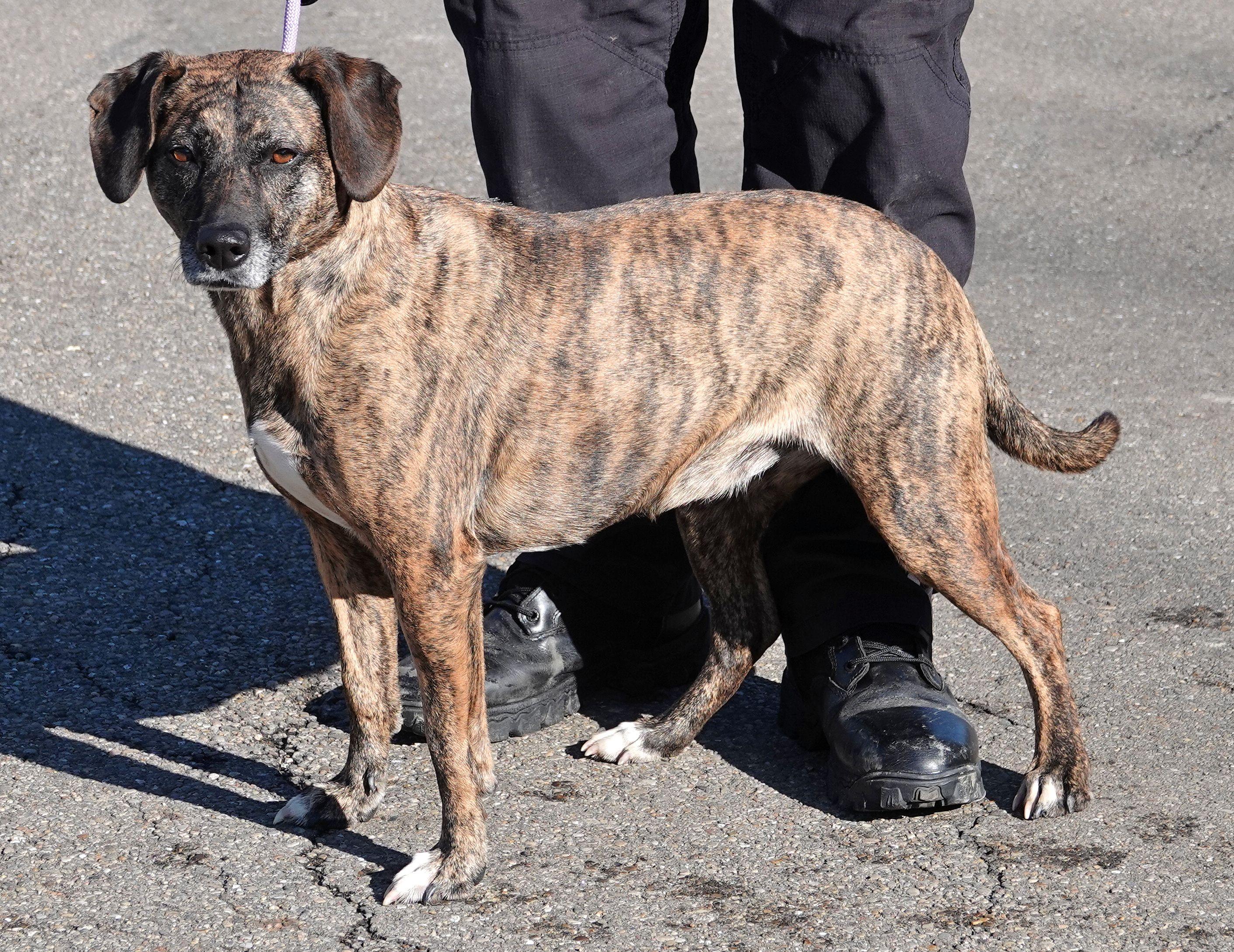 Bonnie, a ADOPTABLE mixed breed in Millfield, OH image 2/3
