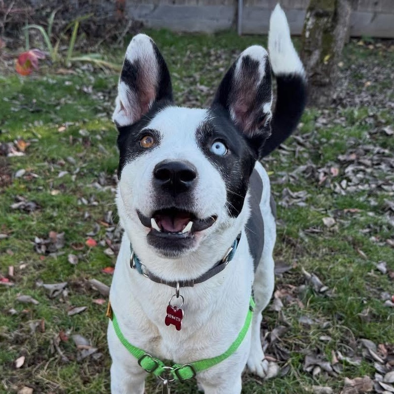 Enlarge Echo, a Adoptable mixed breed in Portland, OR image 3/5