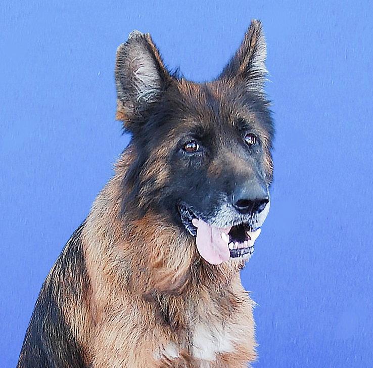 Enlarge STRAWBERRY, a Adoptable German Shepherd Dog in Pasadena, CA image 1/2
