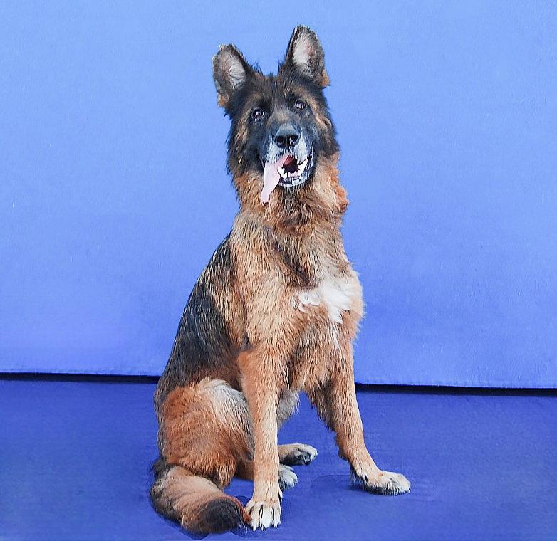 Enlarge STRAWBERRY, a Adoptable German Shepherd Dog in Pasadena, CA image 2/2