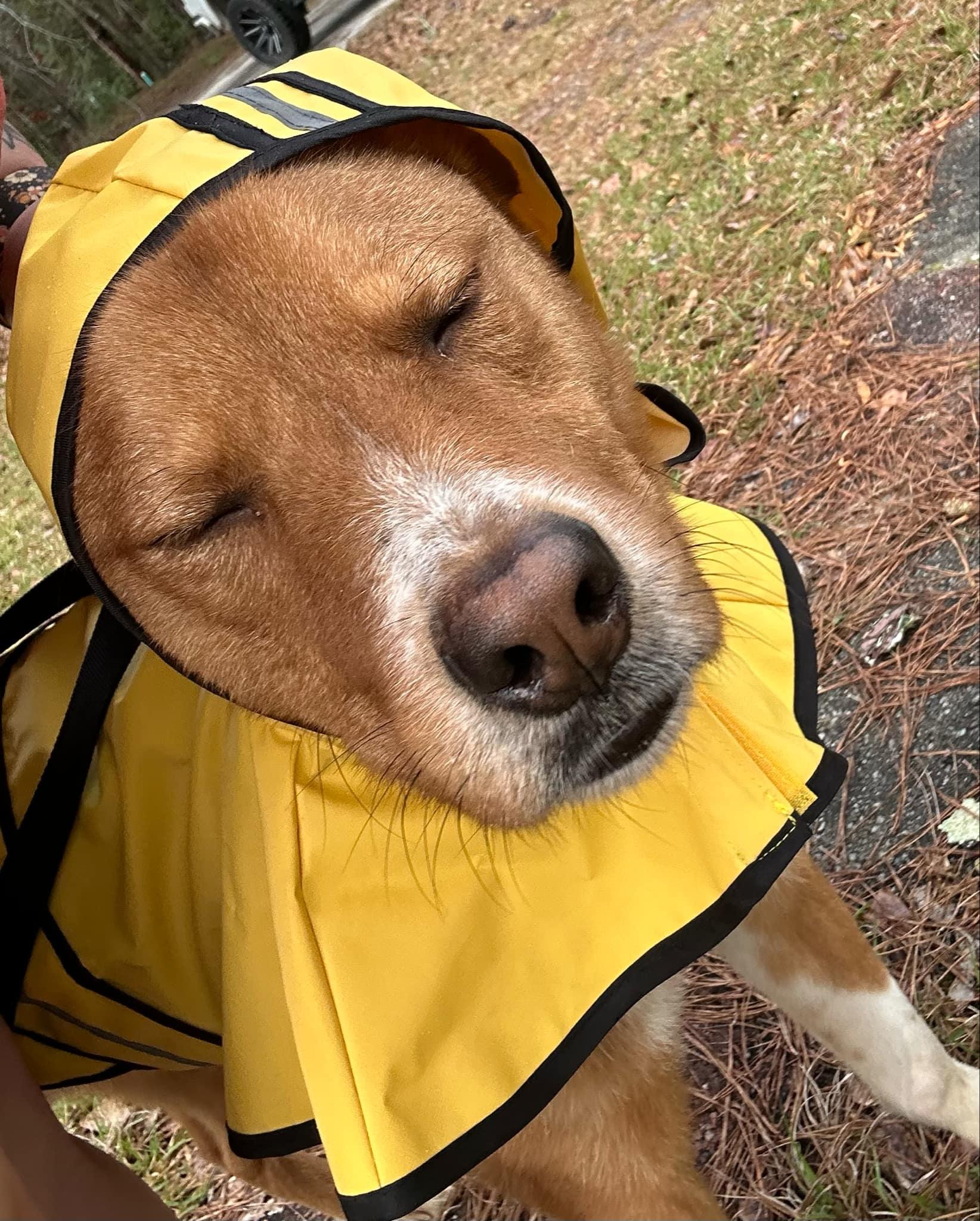 Enlarge Jake, an adoptable mixed breed in Bloomingdale, GA image 2/6