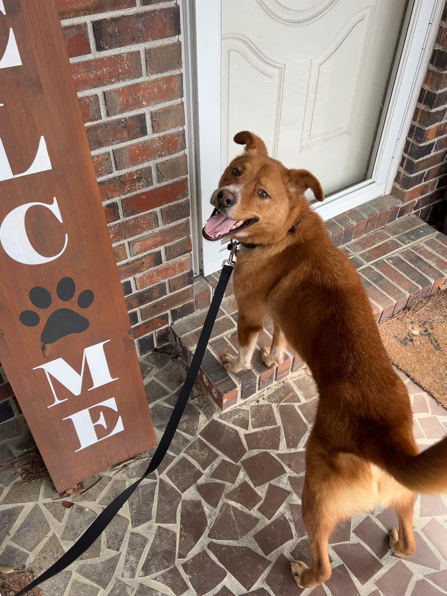 Enlarge Jake, an adoptable mixed breed in Bloomingdale, GA image 3/6