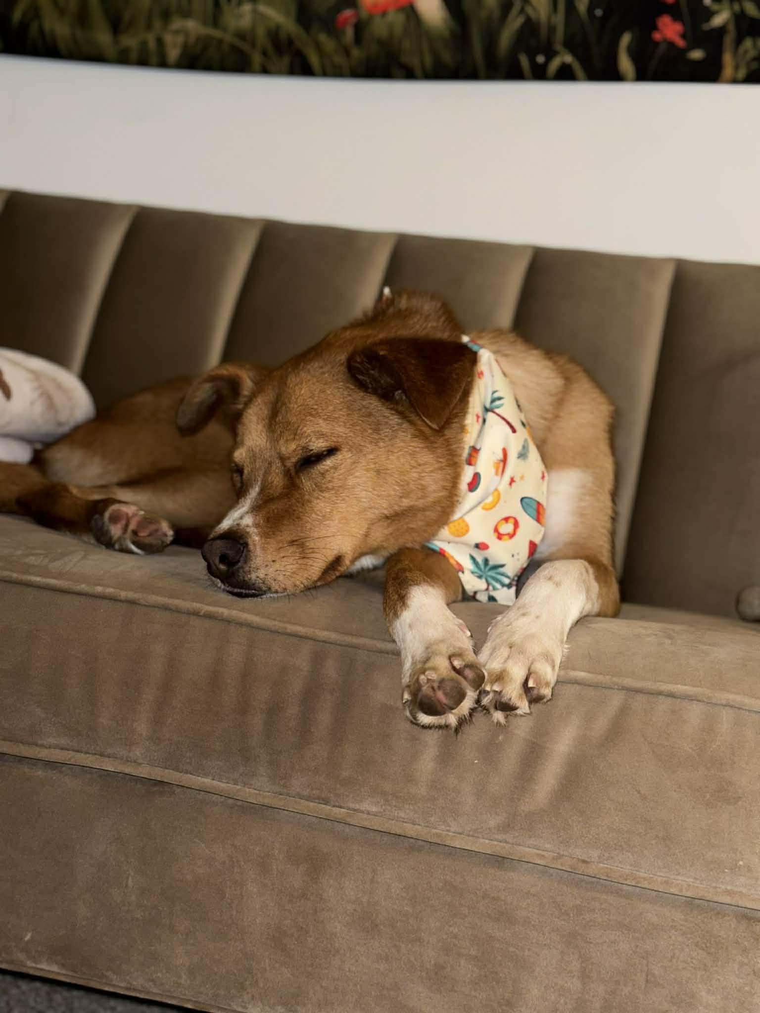 Enlarge Jake, an adoptable mixed breed in Bloomingdale, GA image 6/6