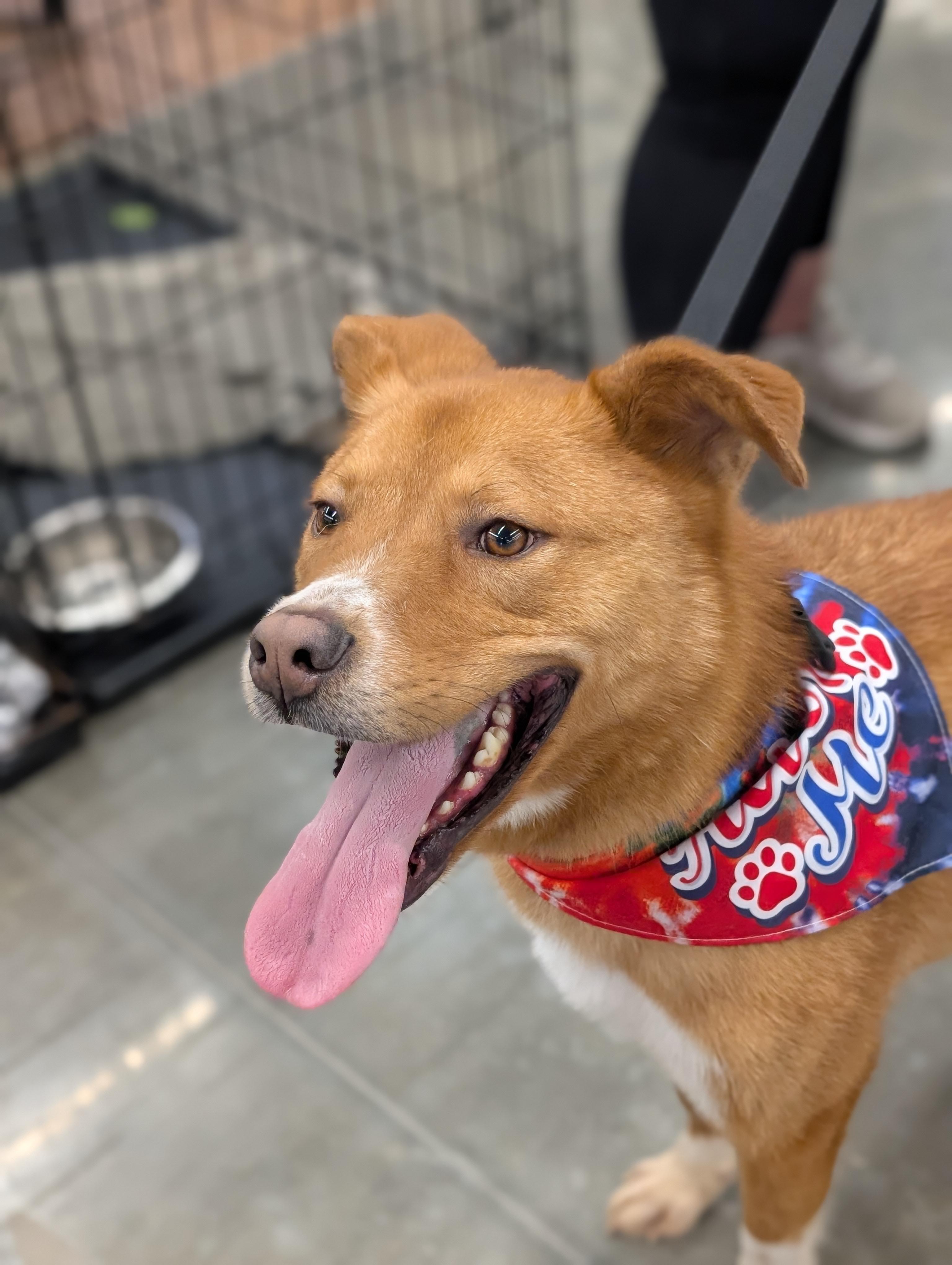 Enlarge Jake, an adoptable mixed breed in Bloomingdale, GA image 4/6