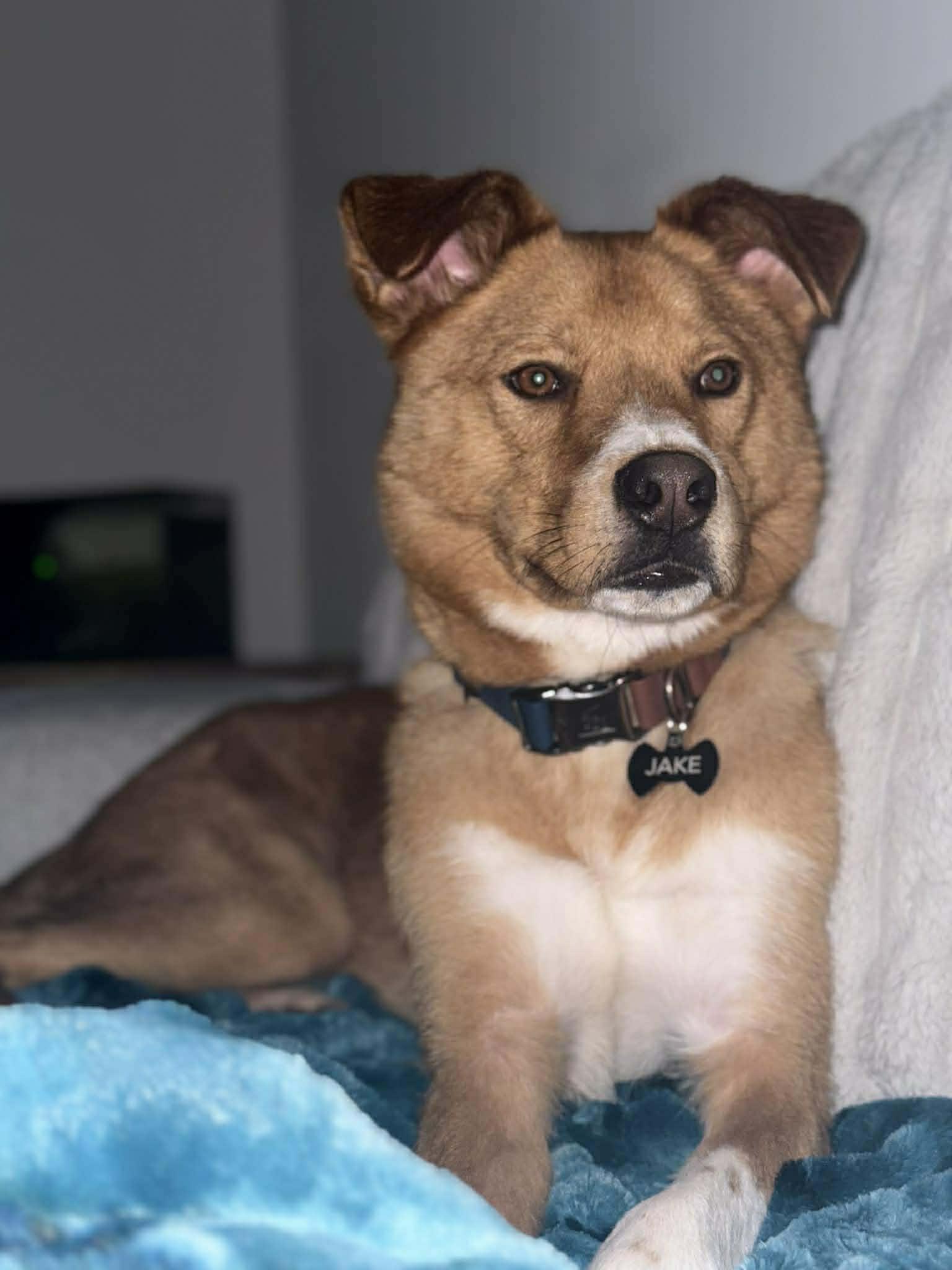 Enlarge Jake, an adoptable mixed breed in Bloomingdale, GA image 1/6