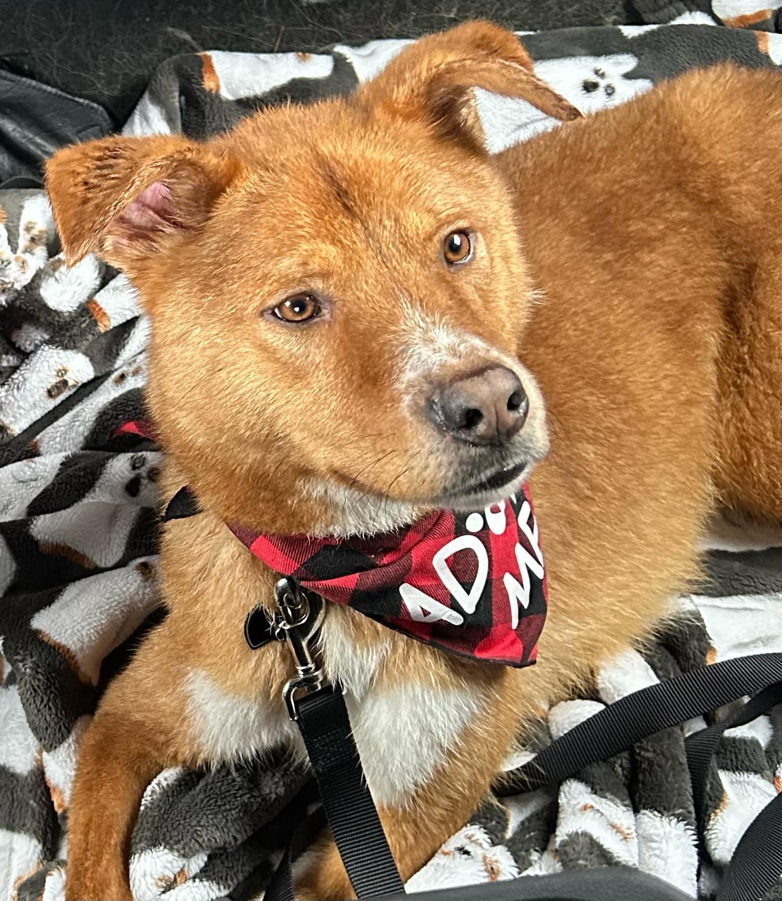 Enlarge Jake, an adoptable mixed breed in Bloomingdale, GA image 5/6