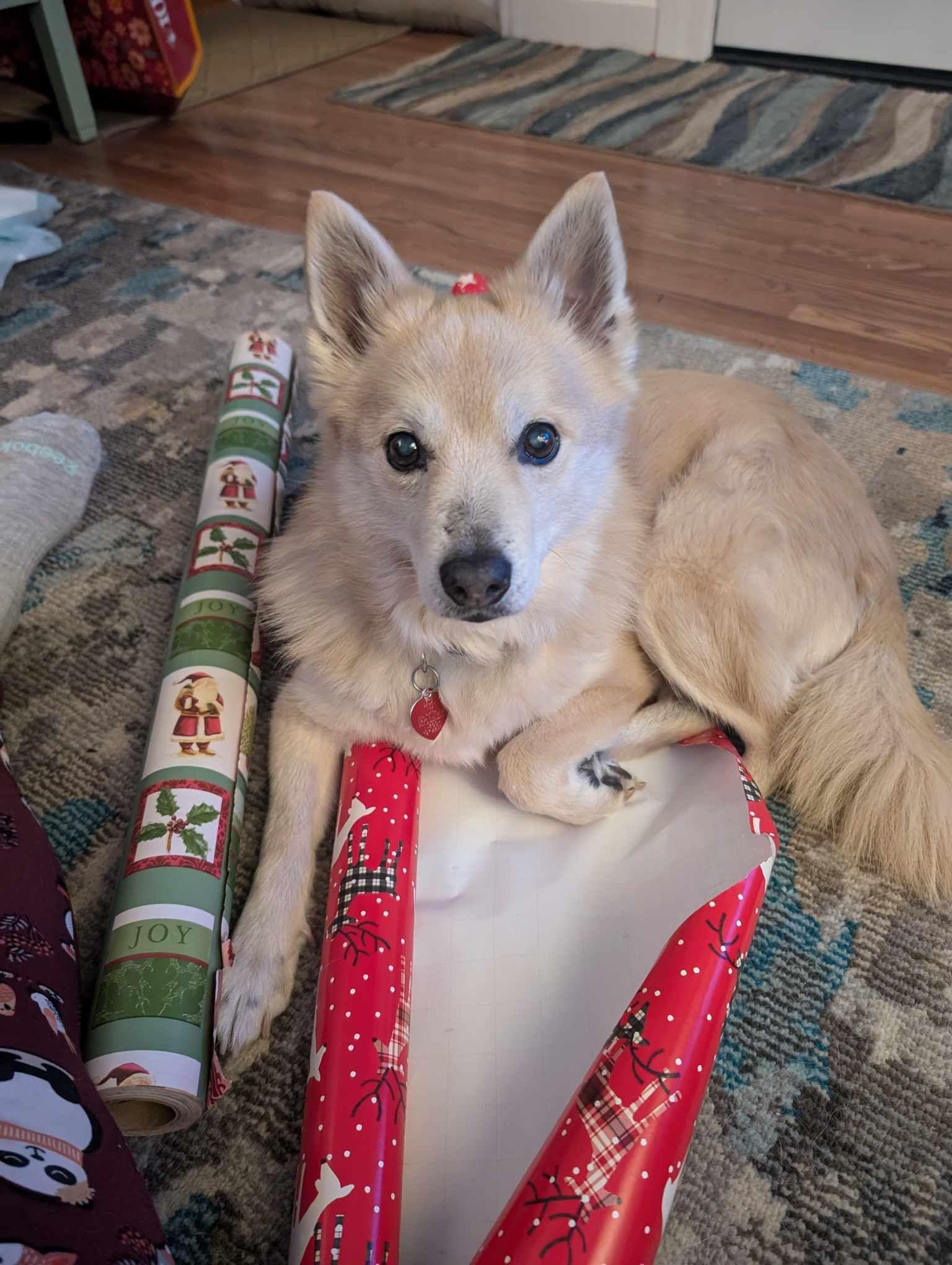 Eddie, Adoptable, Senior Male Pomeranian & Labrador Retriever.
