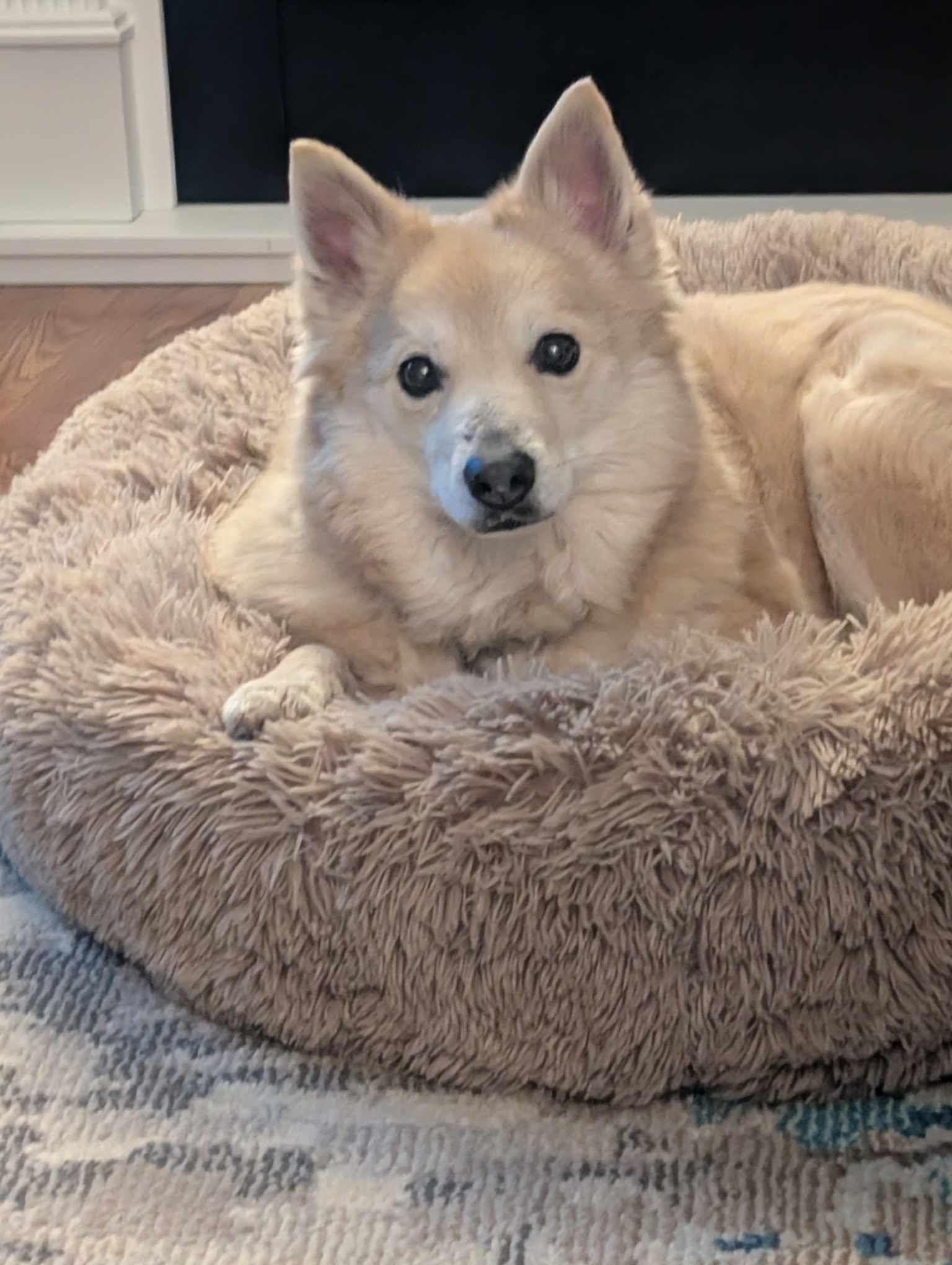 Enlarge Eddie, a Adoptable mixed breed in Lebanon, PA image 3/3