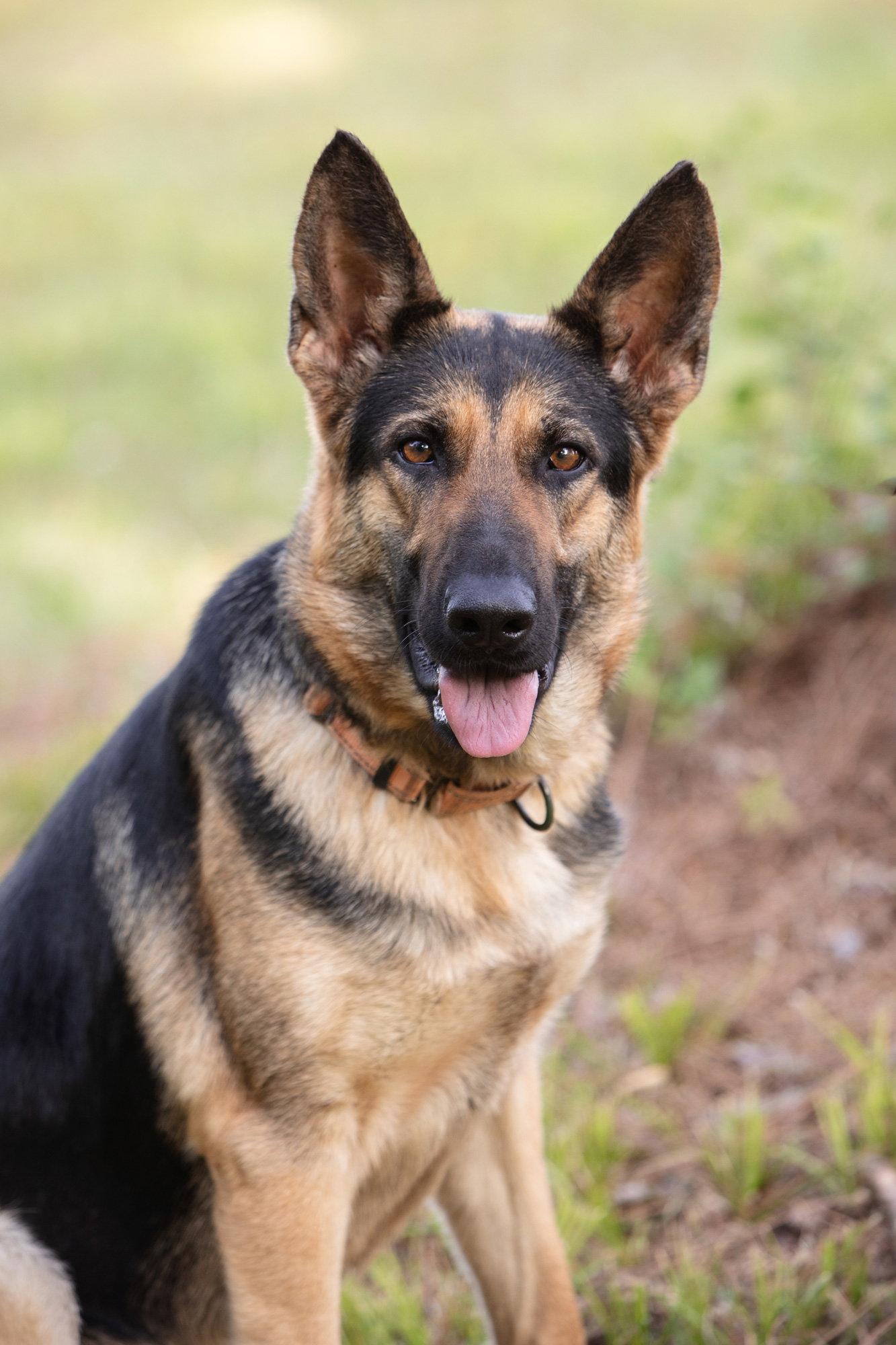 Sophie, Adopted, Adult Female German Shepherd Dog.