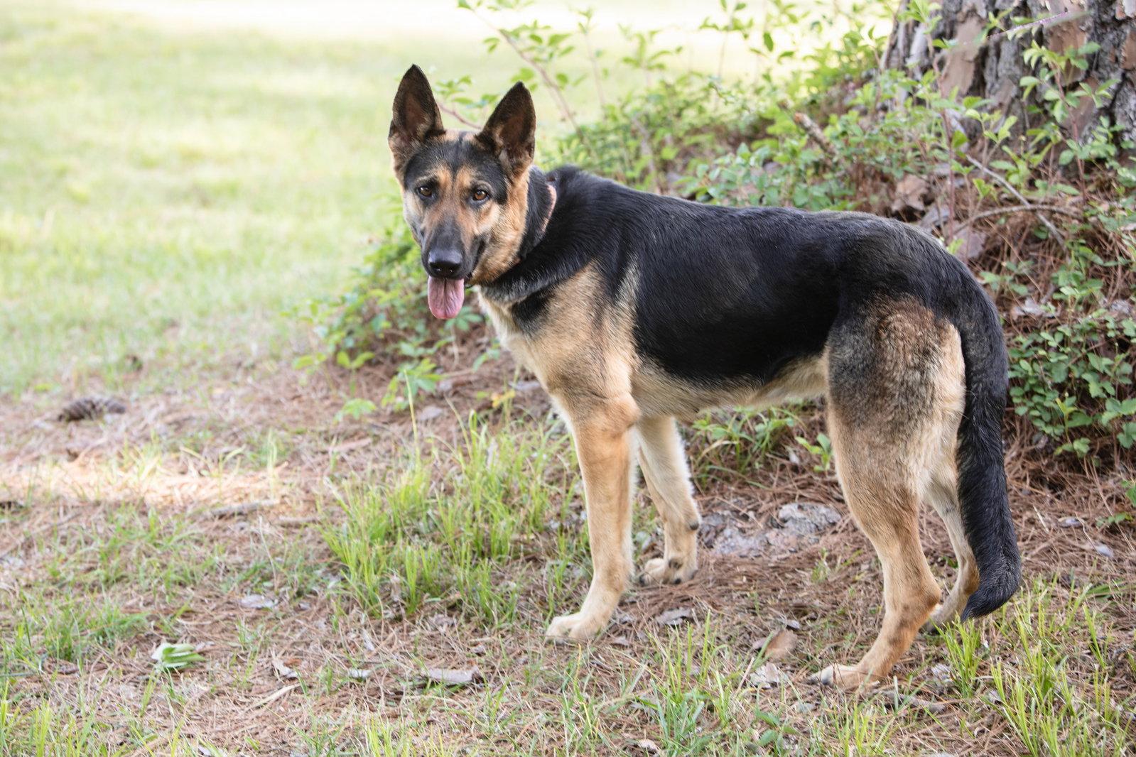 Sophie, a Adopted German Shepherd Dog in Montgomery, AL image 2/3