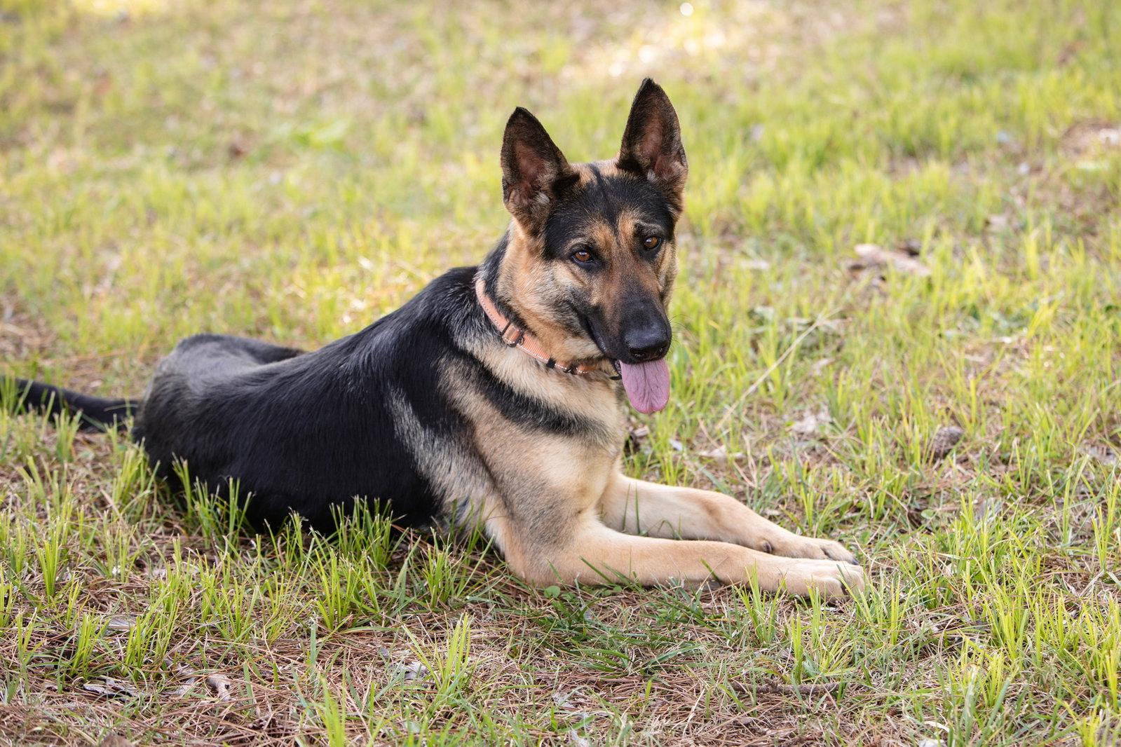 Sophie, a Adopted German Shepherd Dog in Montgomery, AL image 3/3