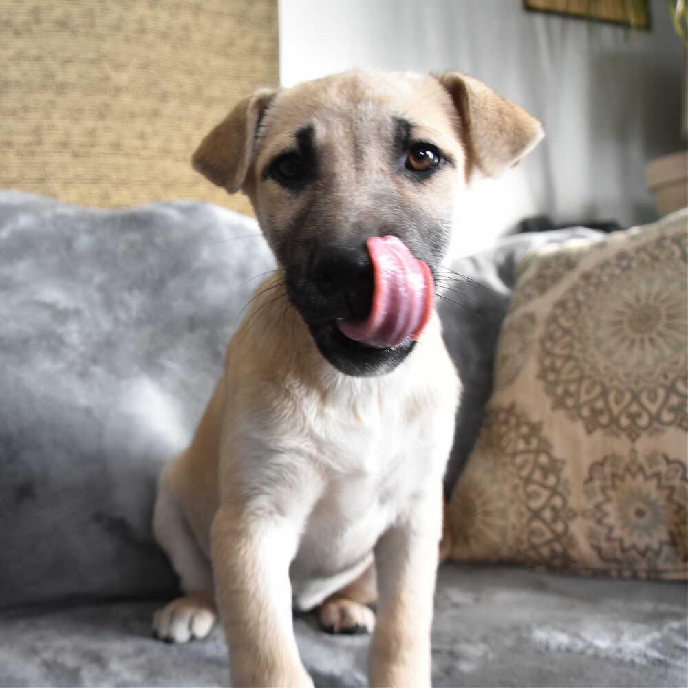 Freya, Adoptable, Puppy Female Mixed Breed.