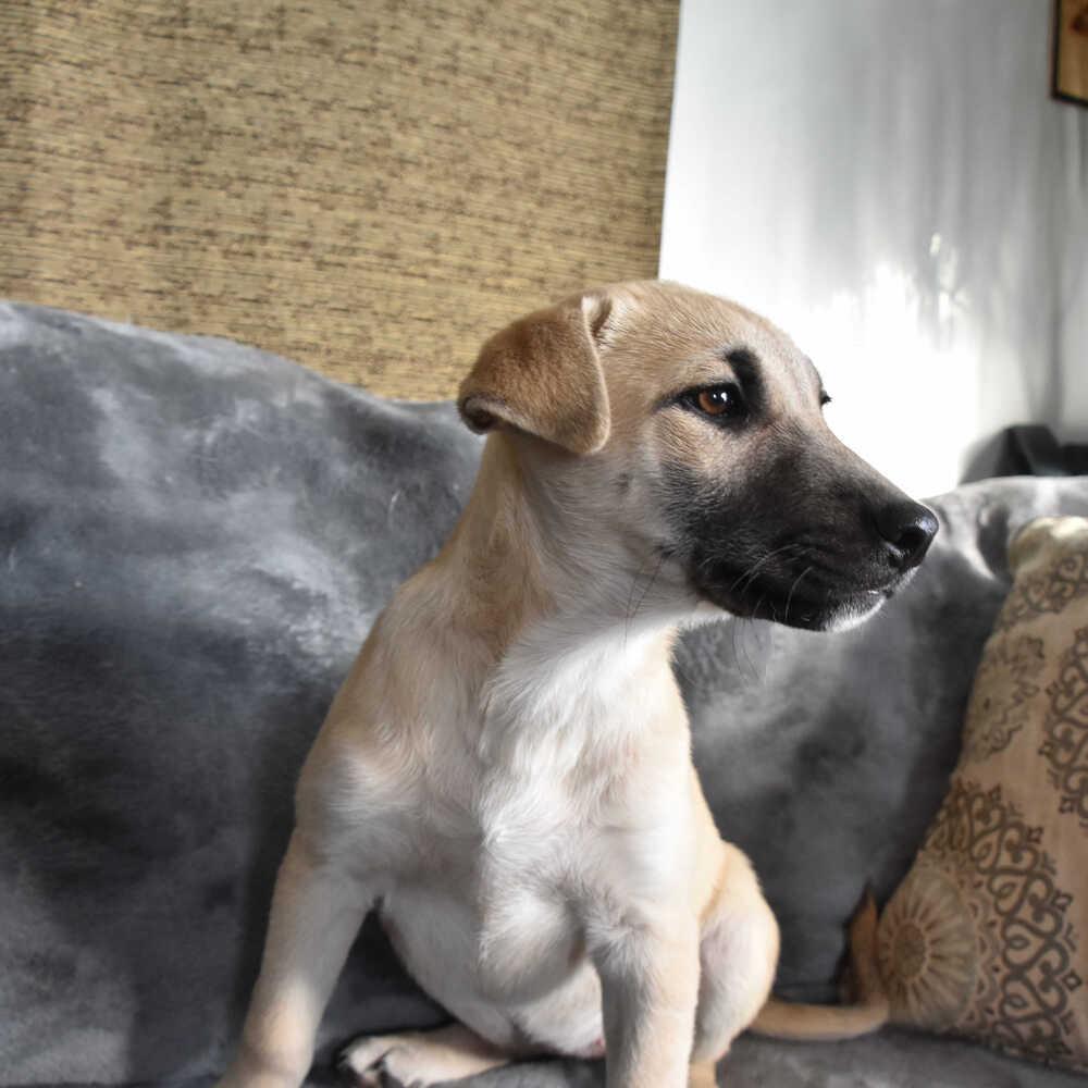 Freya, a Adoptable Mixed Breed in Dodson, MT image 2/2