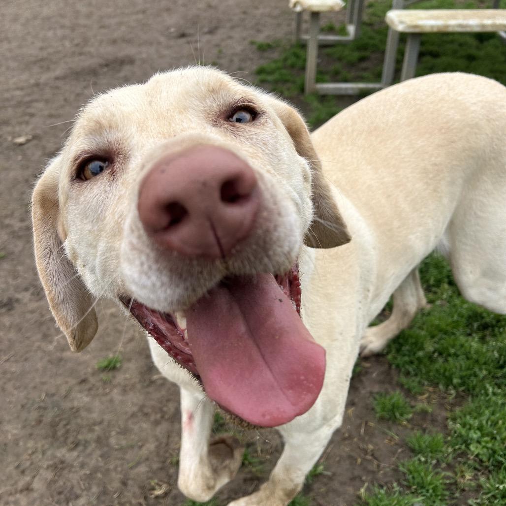 Enlarge Ava, a Adoptable Yellow Labrador Retriever in West Point, MS image 1/5