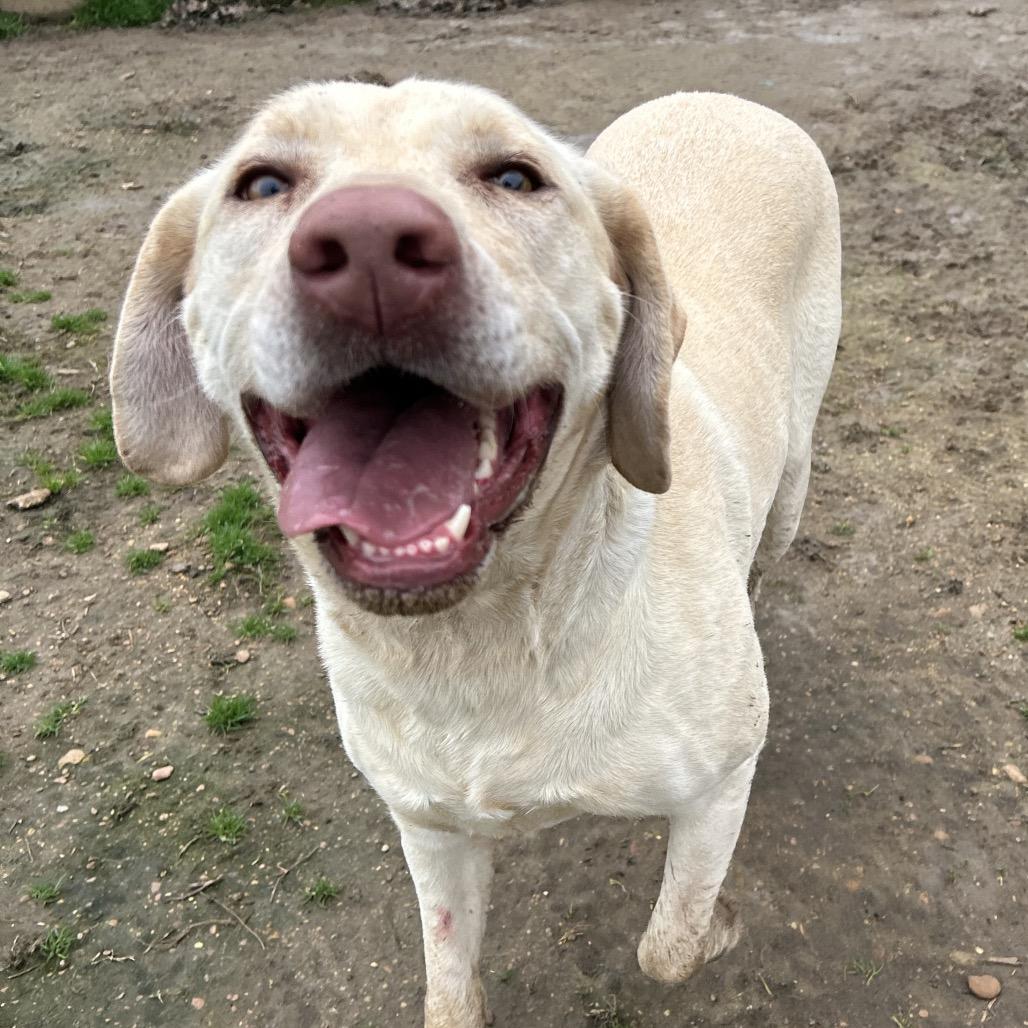 Enlarge Ava, a Adoptable Yellow Labrador Retriever in West Point, MS image 2/5