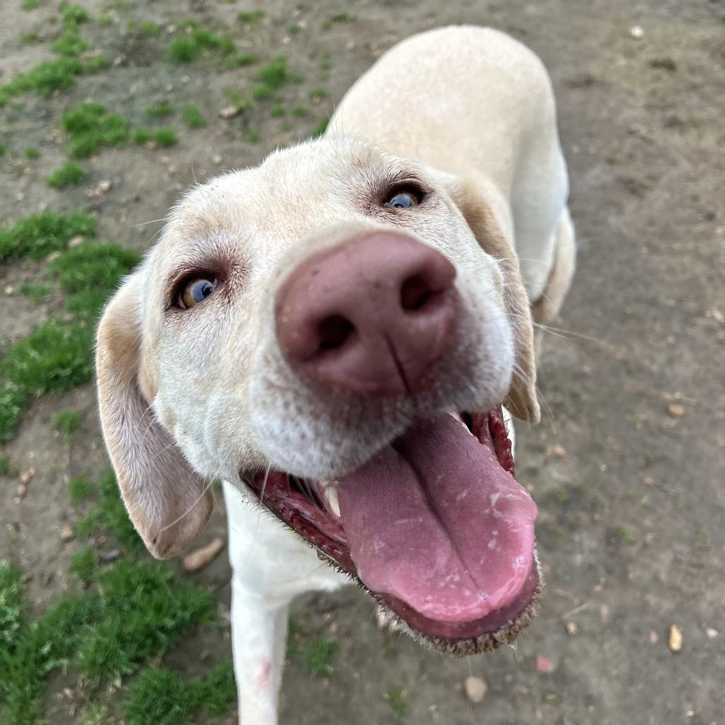 Enlarge Ava, a Adoptable Yellow Labrador Retriever in West Point, MS image 4/5