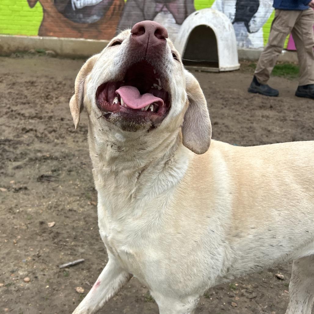 Enlarge Ava, a Adoptable Yellow Labrador Retriever in West Point, MS image 5/5