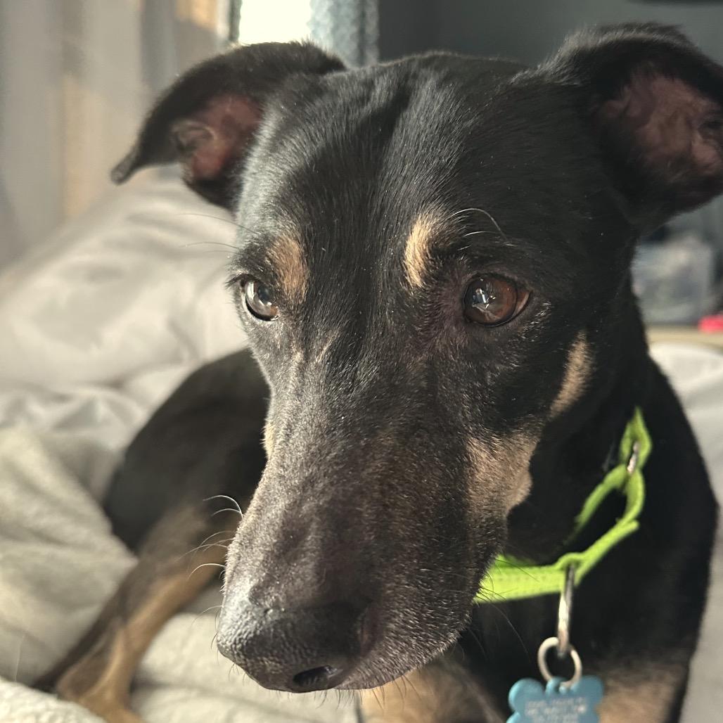 Enlarge Palo Pinto, a ADOPTABLE mixed breed in Kansas City, KS image 1/2