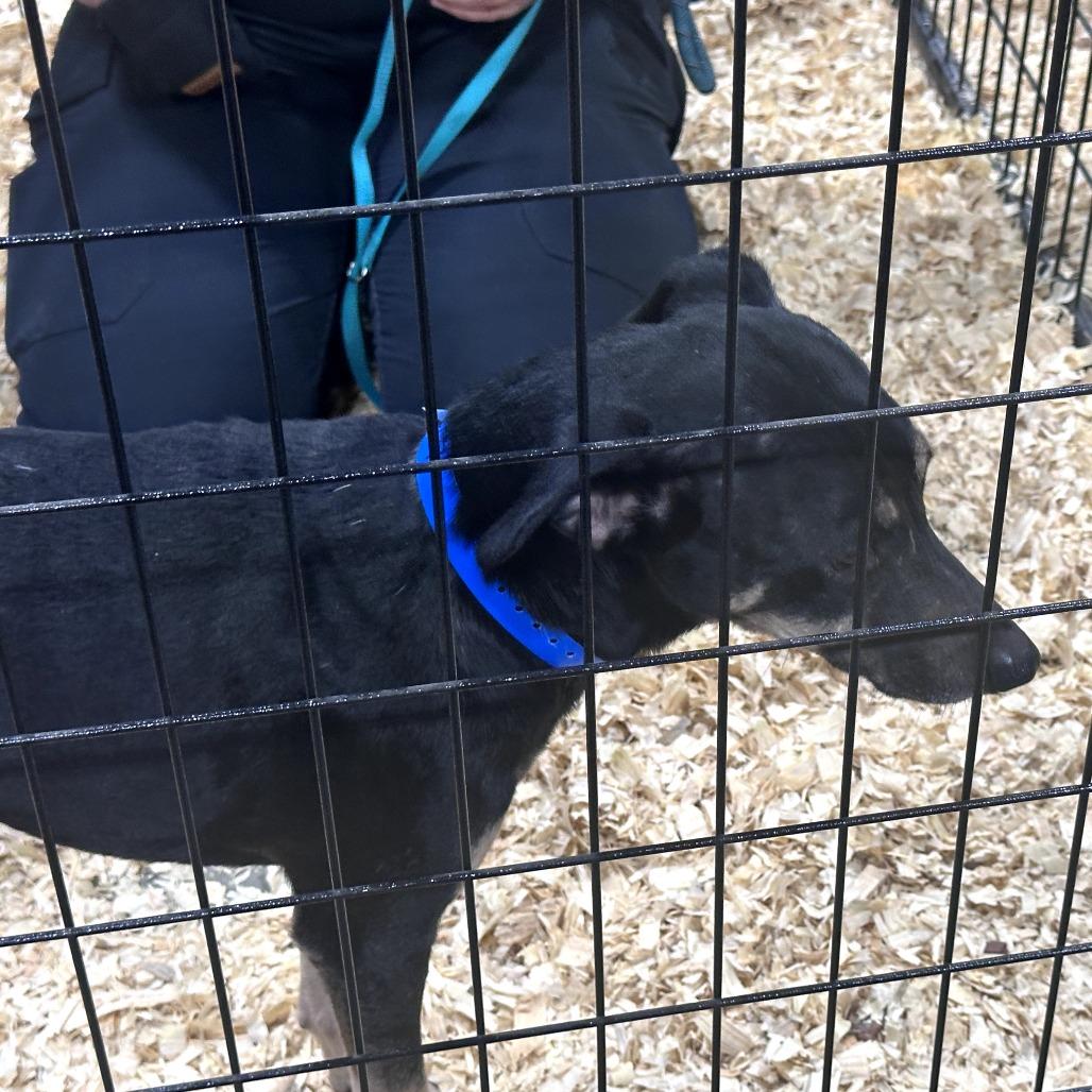 Enlarge Palo Pinto, a ADOPTABLE mixed breed in Kansas City, KS image 2/2