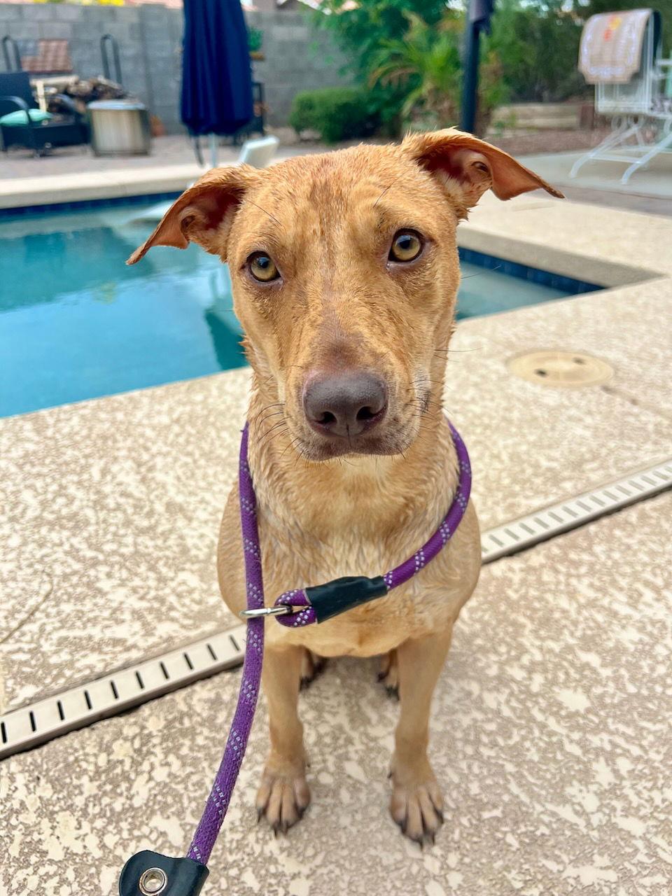 RORY, Adopted, Young Female Basenji & Boxer.