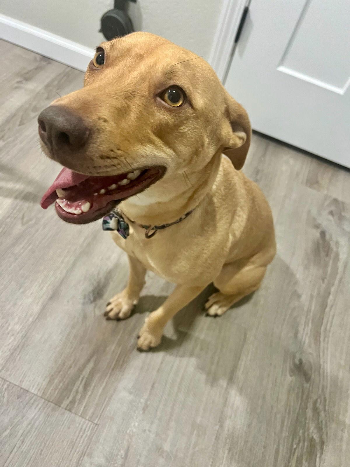 Enlarge RORY, a Adopted mixed breed in Chandler, AZ image 2/3