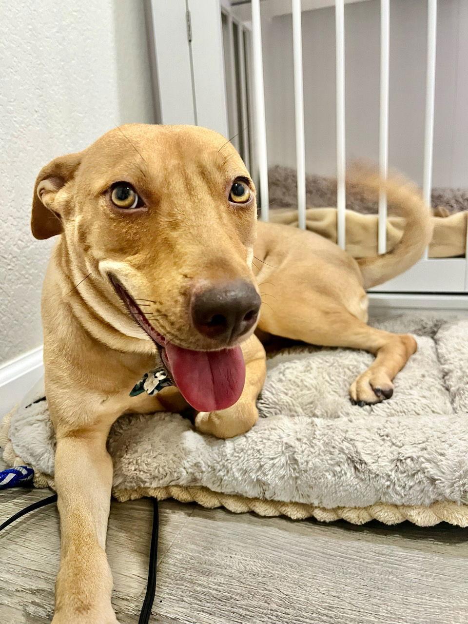 Enlarge RORY, a Adopted mixed breed in Chandler, AZ image 3/3