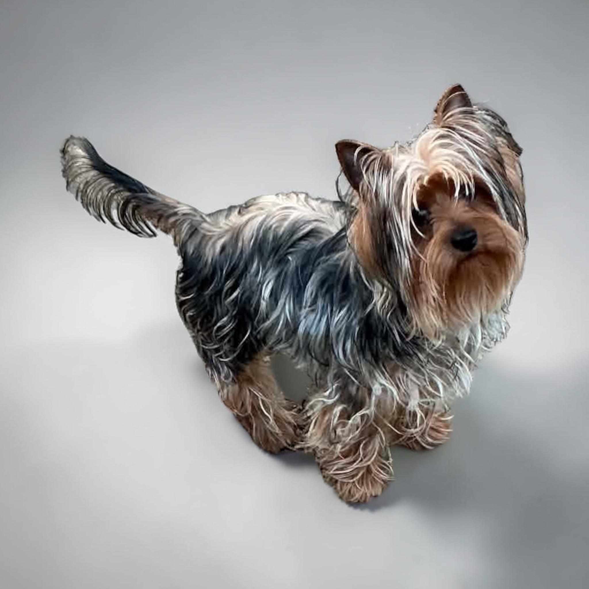 Enlarge Bixby, a ADOPTABLE Yorkshire Terrier in Hatfield, PA image 3/6