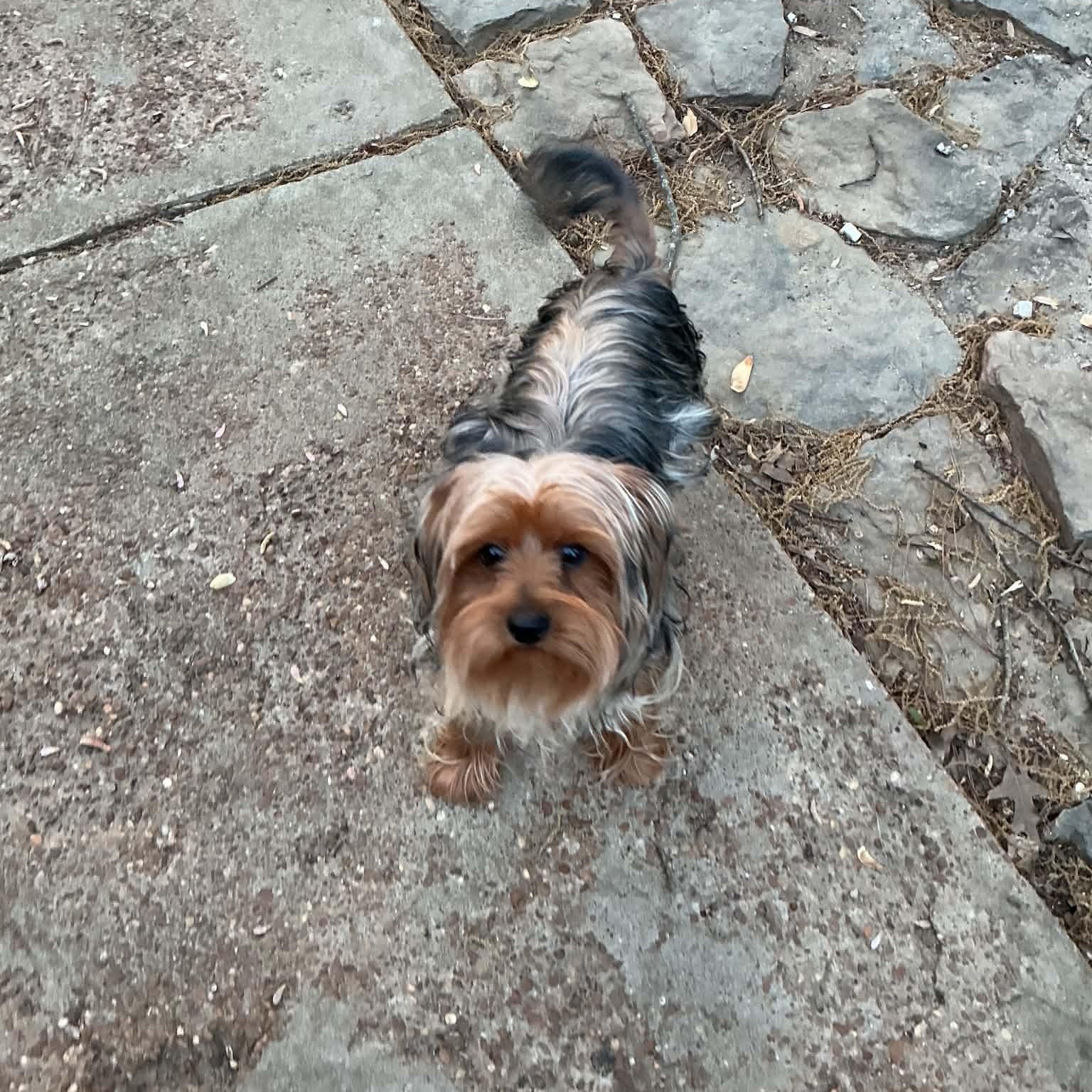Enlarge Bixby, a ADOPTABLE Yorkshire Terrier in Hatfield, PA image 5/6