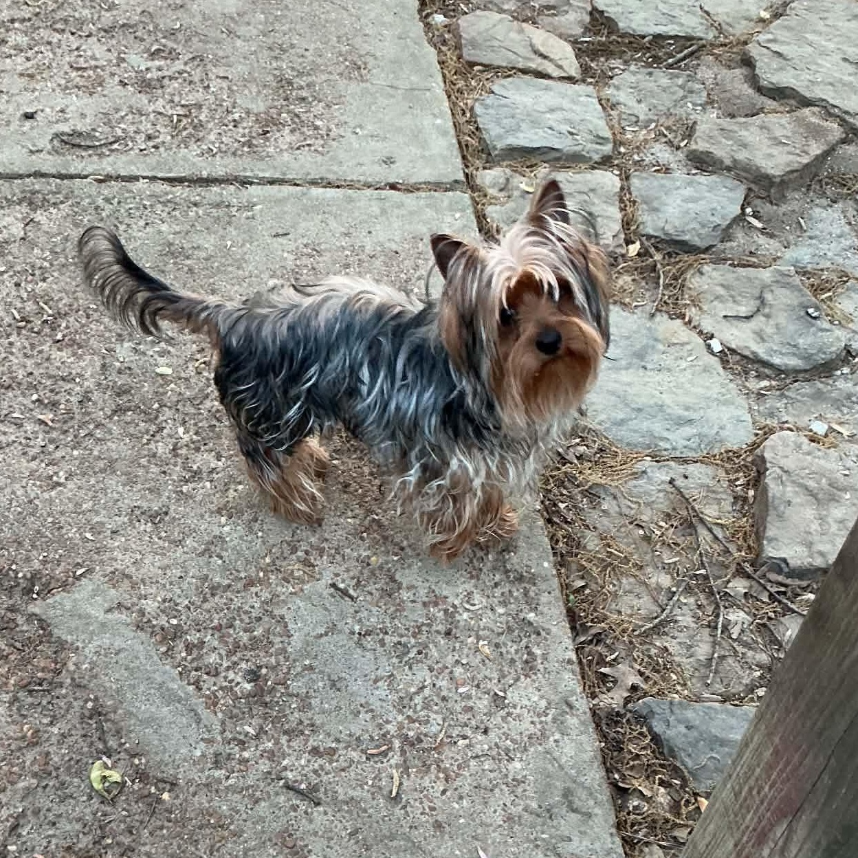 Enlarge Bixby, a ADOPTABLE Yorkshire Terrier in Hatfield, PA image 6/6