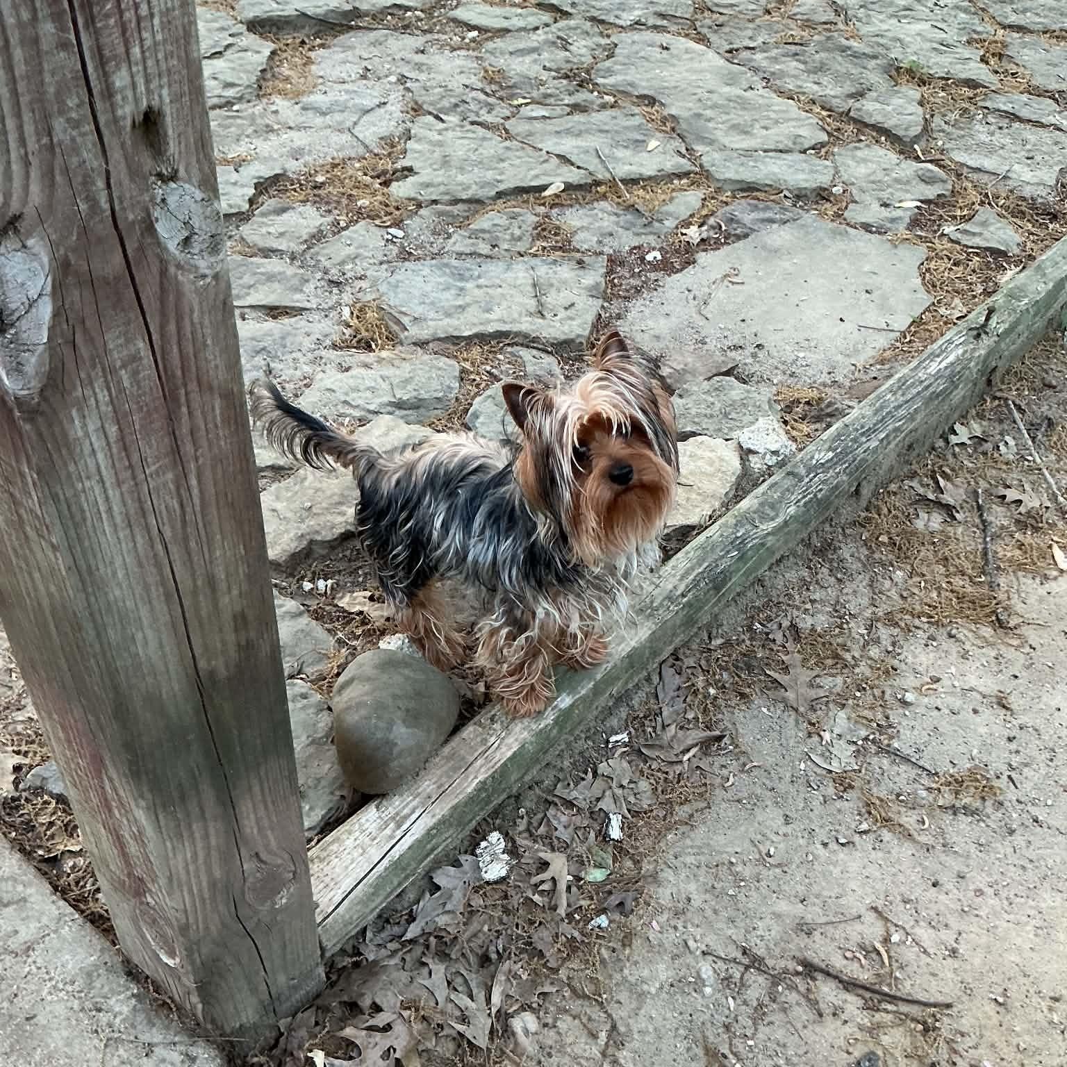 Enlarge Bixby, a ADOPTABLE Yorkshire Terrier in Hatfield, PA image 4/6
