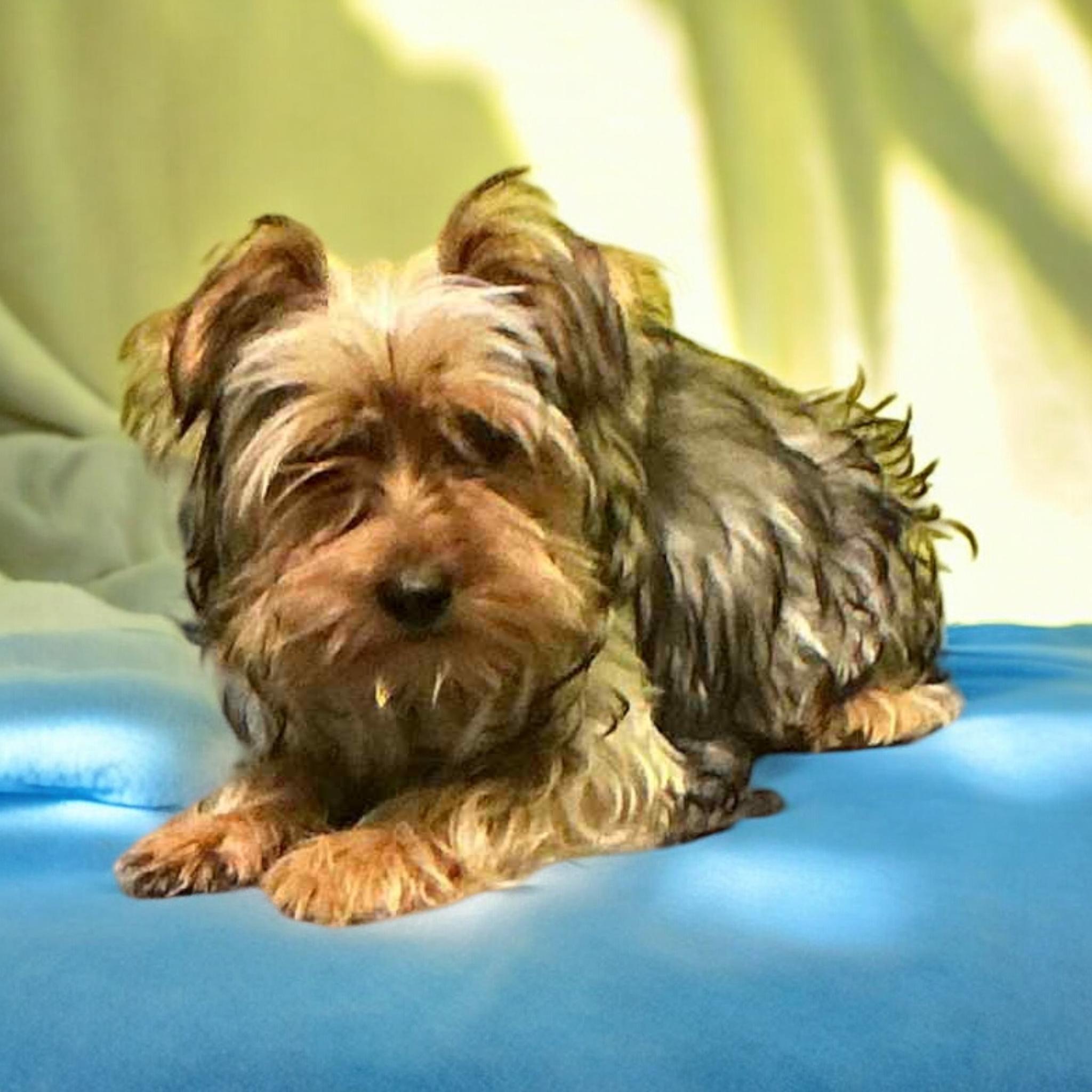Enlarge Bixby, a ADOPTABLE Yorkshire Terrier in Hatfield, PA image 1/6