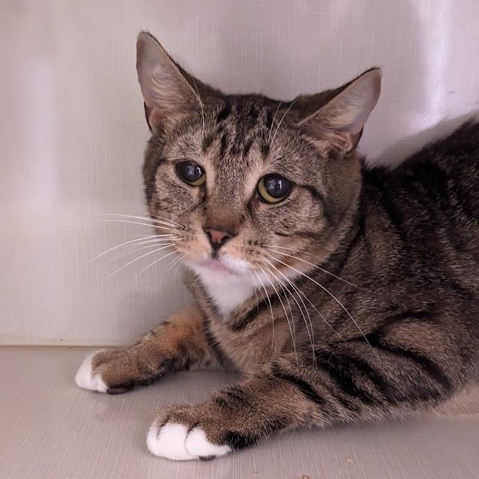 family cats　0331 Detail – Independent Animal Rescue
