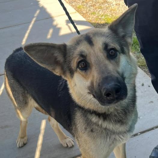 Enlarge 26-283, a Adoptable German Shepherd Dog in Los Banos, CA image 1/1