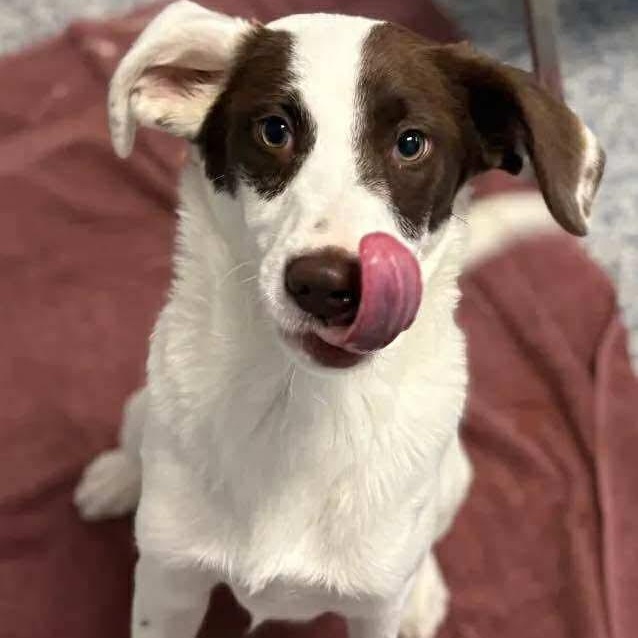 Tiger, Adoptable, Puppy Male Mixed Breed.