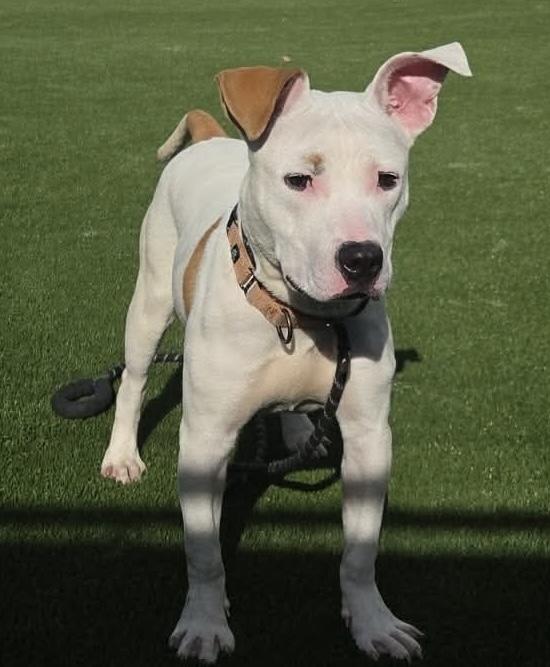 Enlarge Buttercup, an adopted Mixed Breed in McKeesport, PA image 5/6