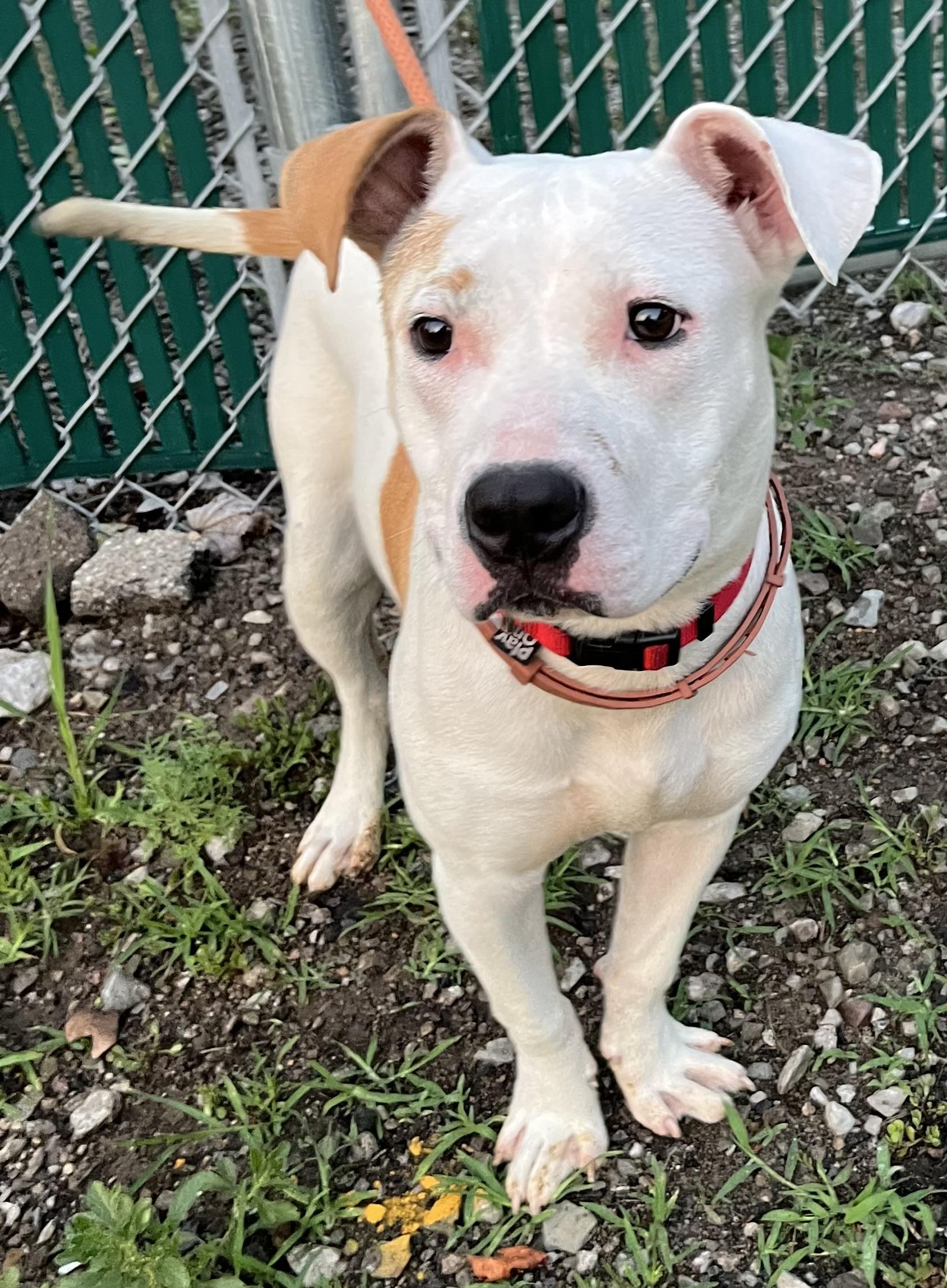 Buttercup, a ADOPTABLE Mixed Breed in McKeesport, PA image 5/6