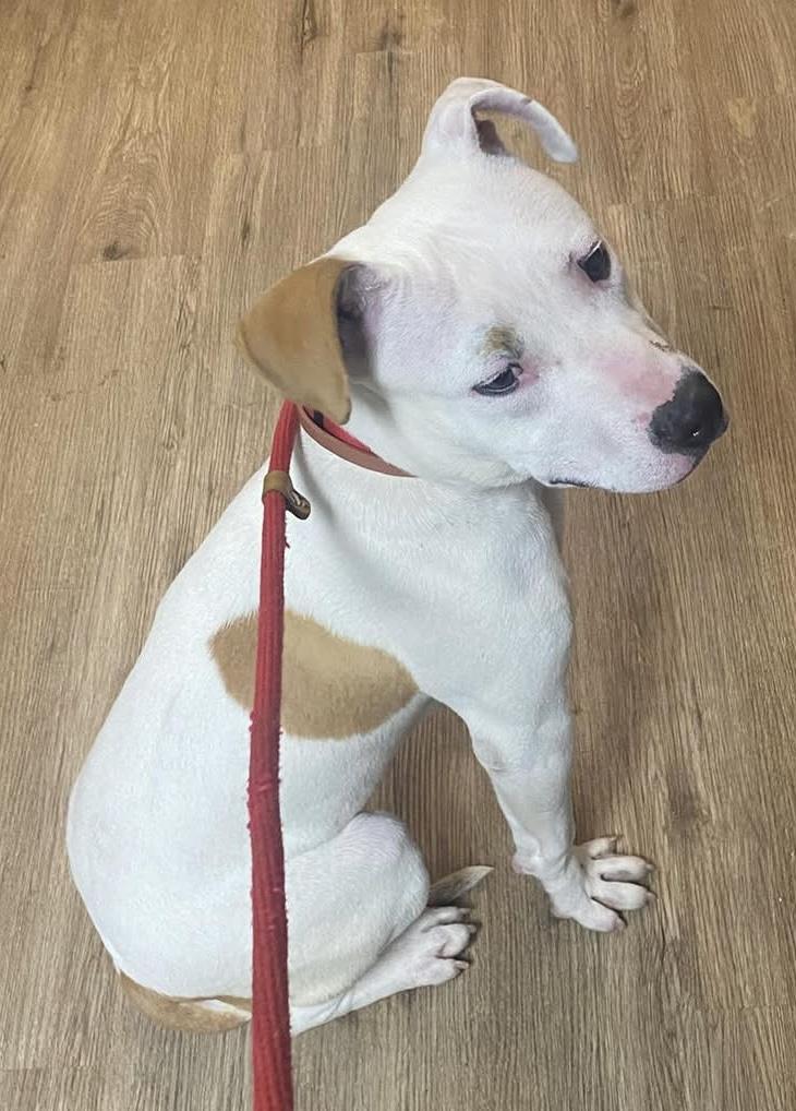 Buttercup, a ADOPTABLE Mixed Breed in McKeesport, PA image 4/6