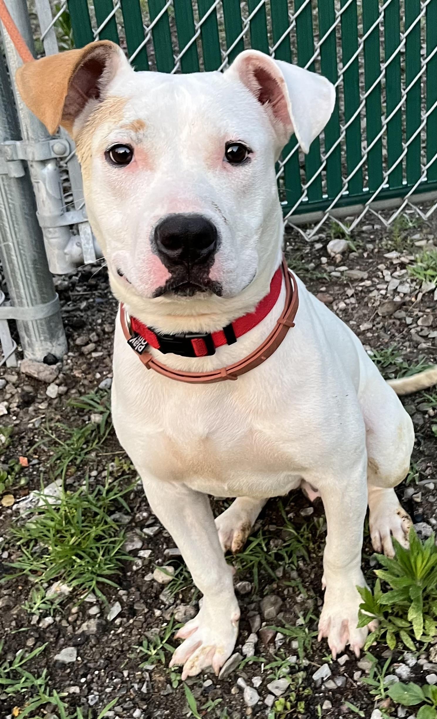 Buttercup, a ADOPTABLE Mixed Breed in McKeesport, PA image 2/6