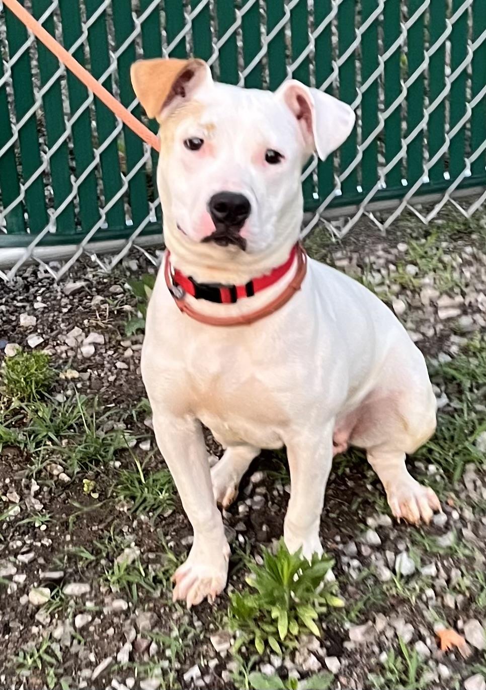 Buttercup, a ADOPTABLE Mixed Breed in McKeesport, PA image 6/6