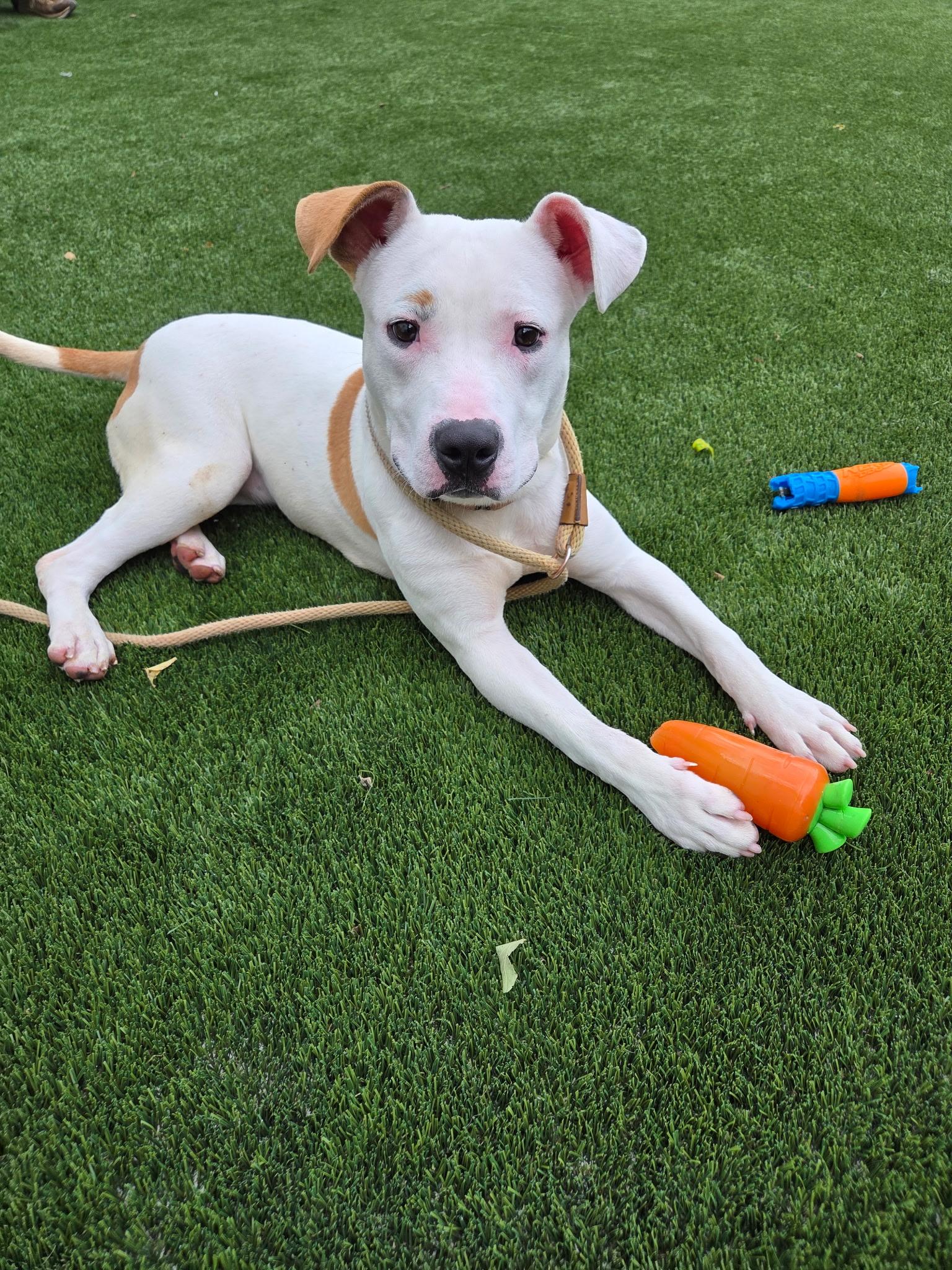 Enlarge Buttercup, an adopted Mixed Breed in McKeesport, PA image 4/6